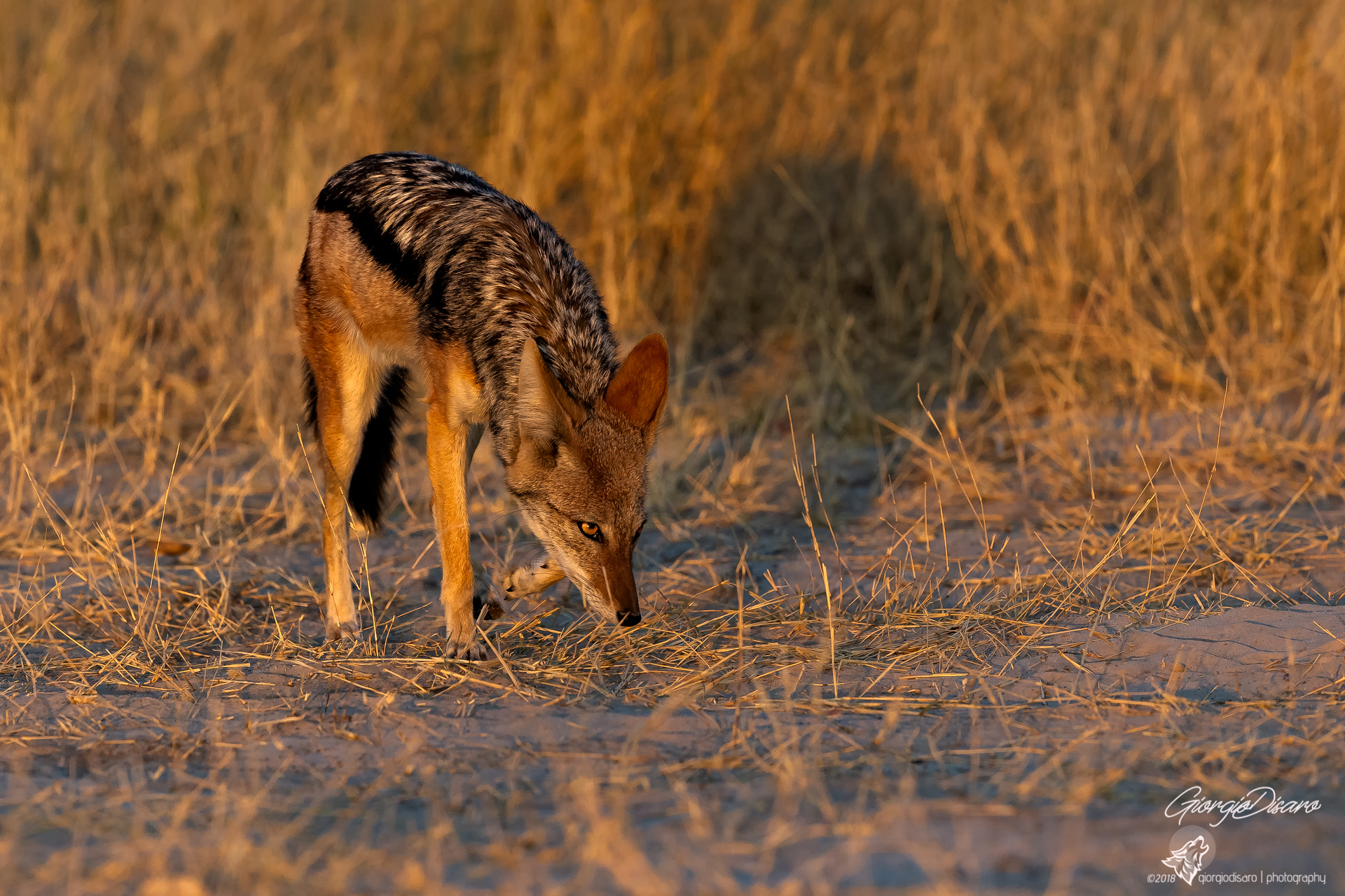 sciacallo dalla gualdrappa