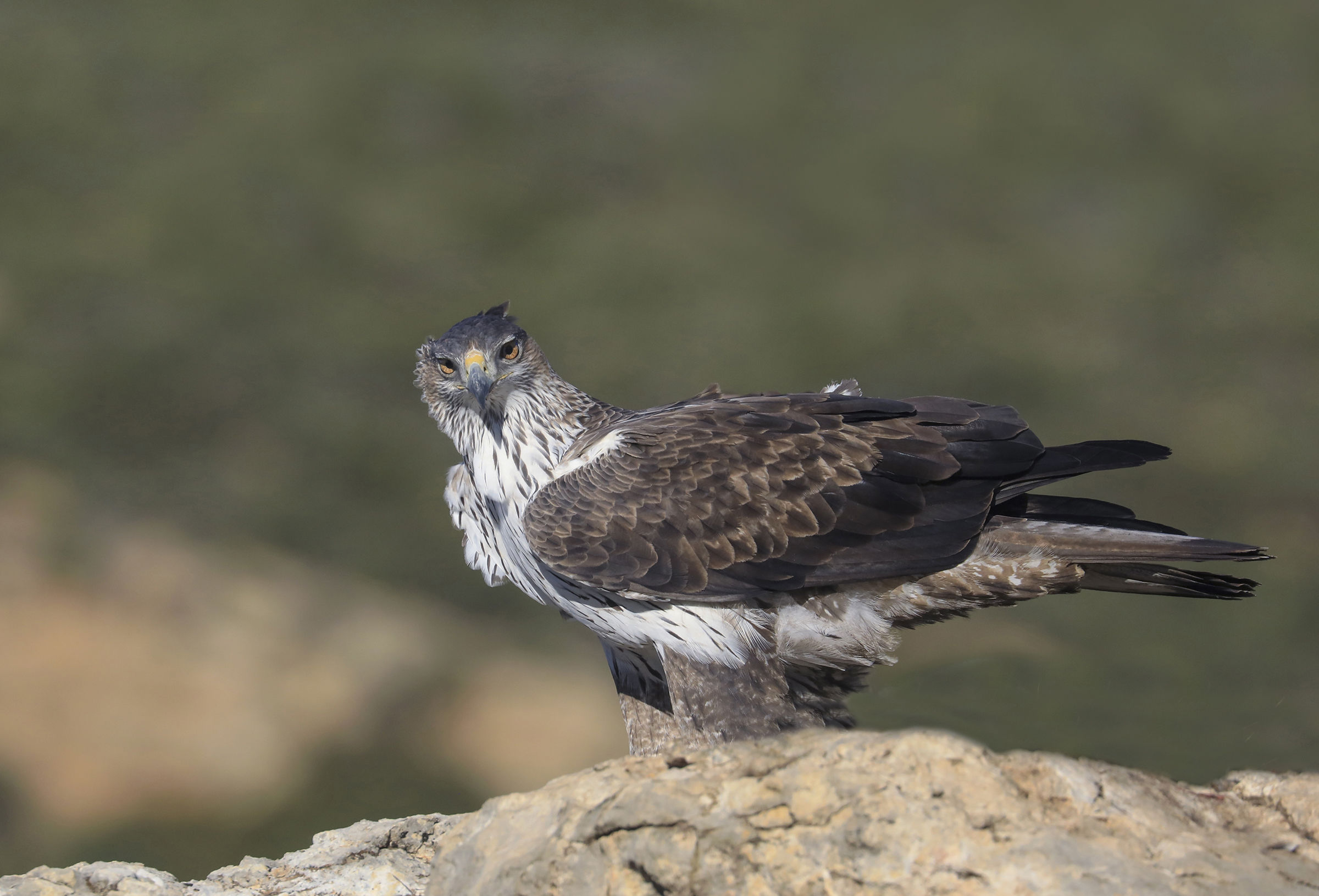 Bonelli's Eagle