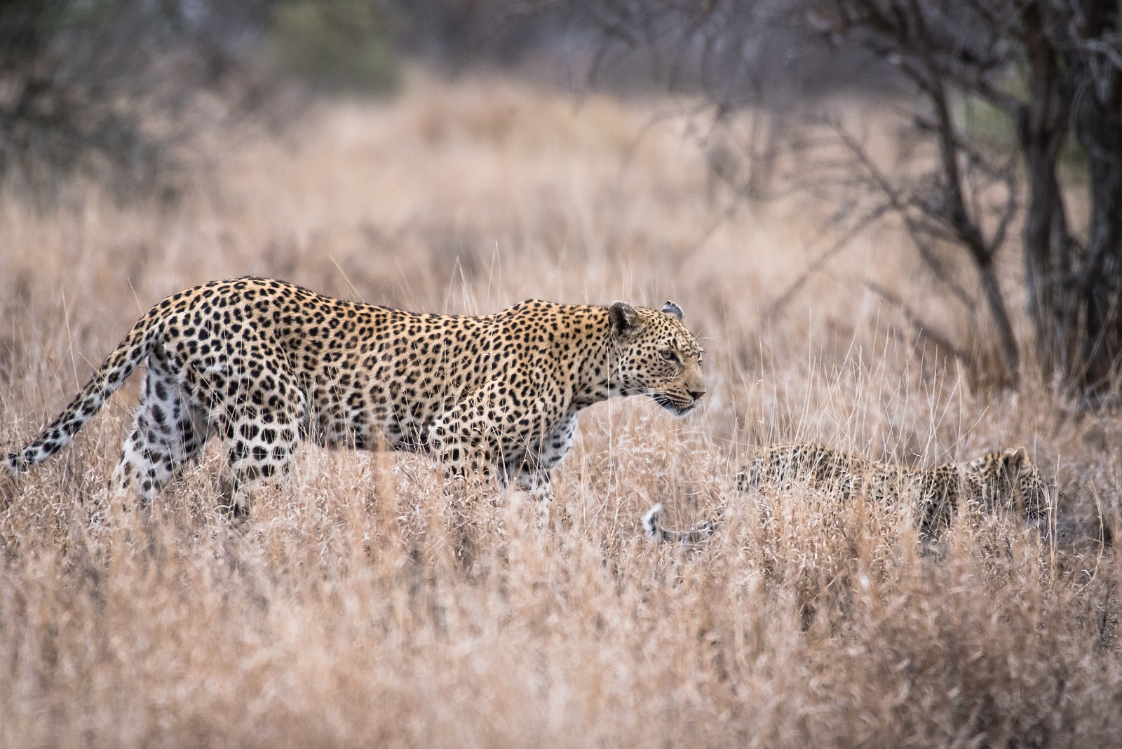 Leopard with puppy