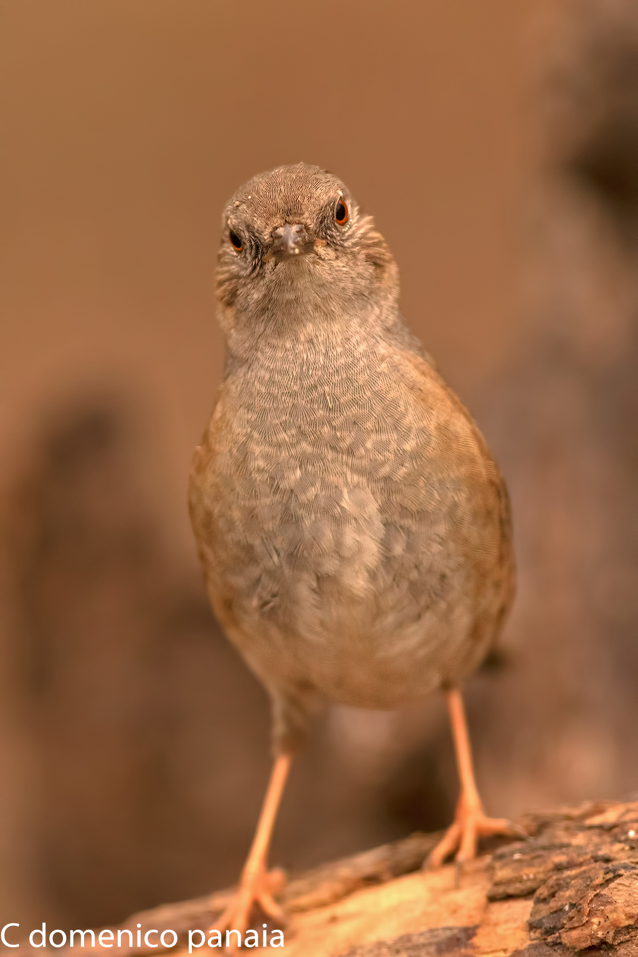 mi sa che mi ha visto...