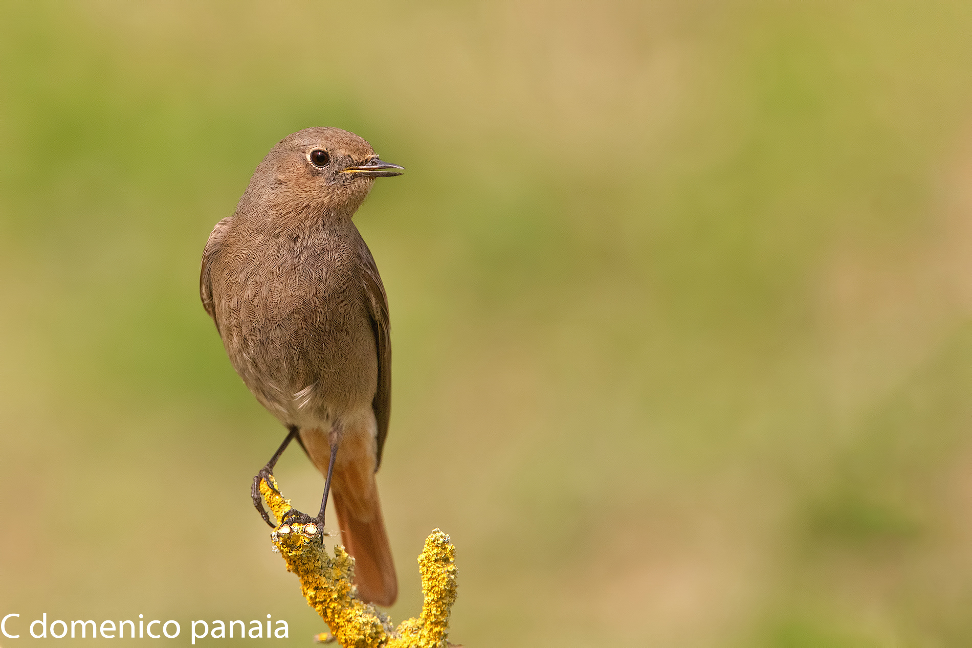 la bellezza del codirosso