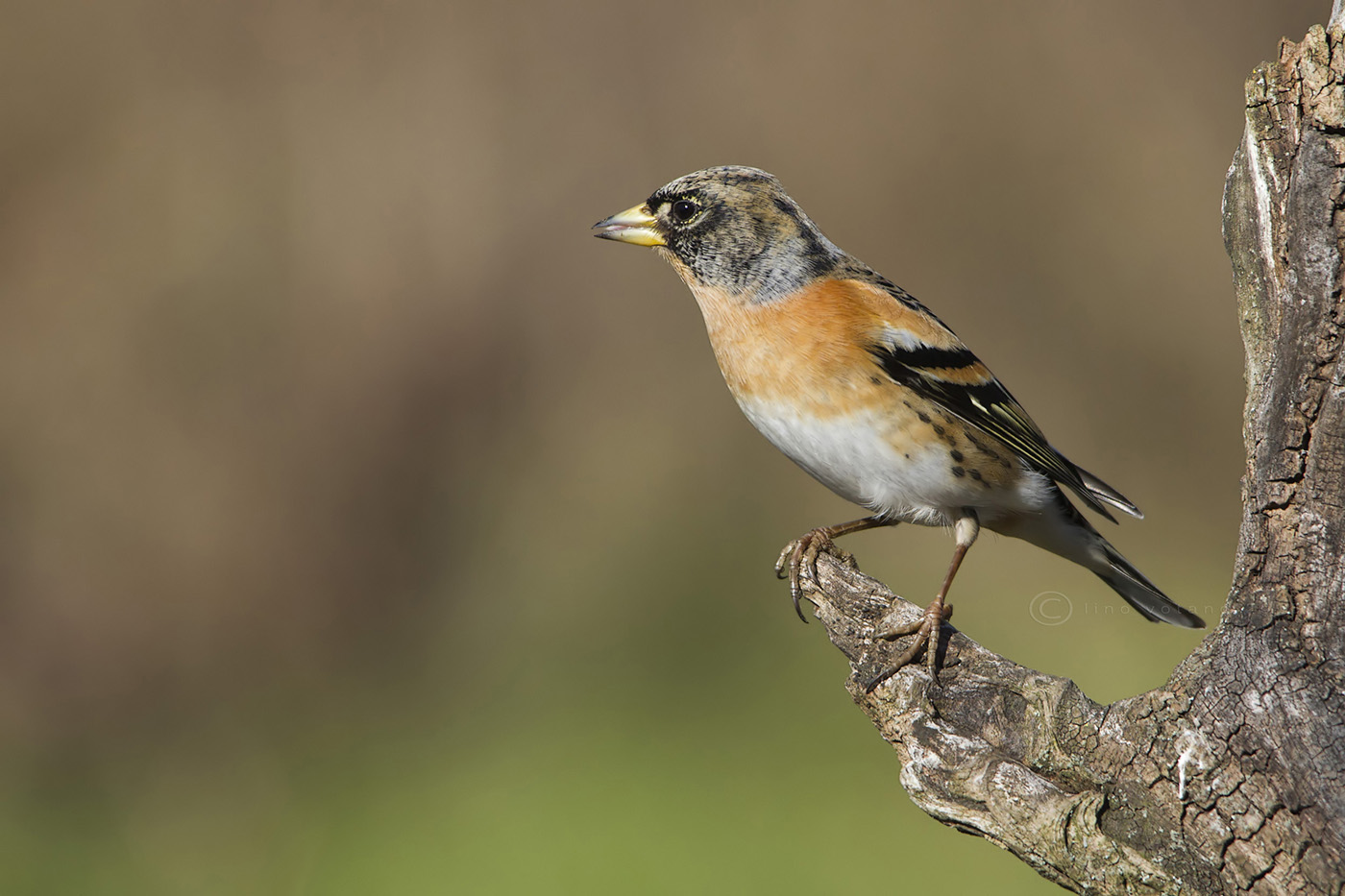 Peppola  (Fringilla montifringilla)