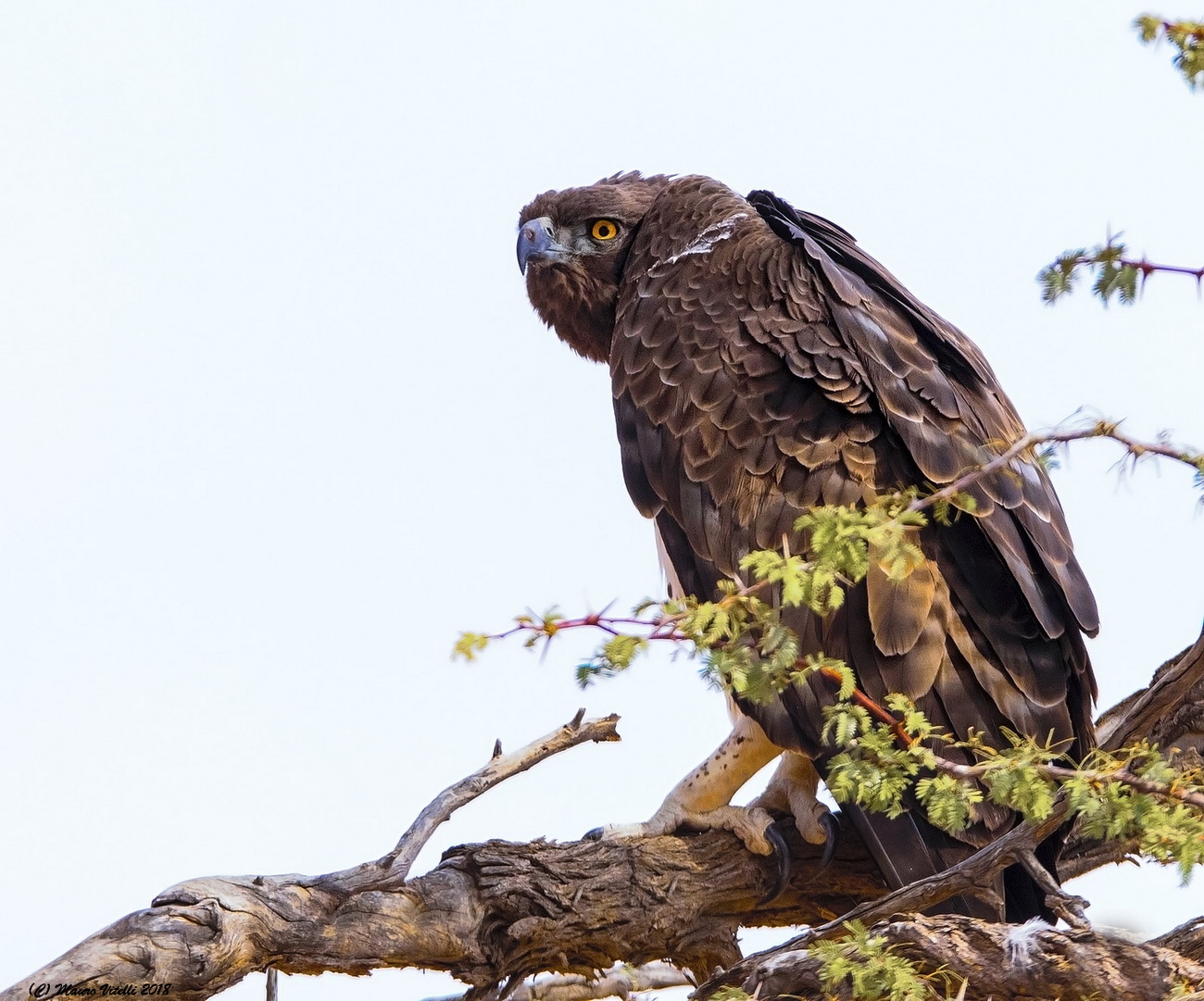 The look of the martial Eagle Central Kalahari