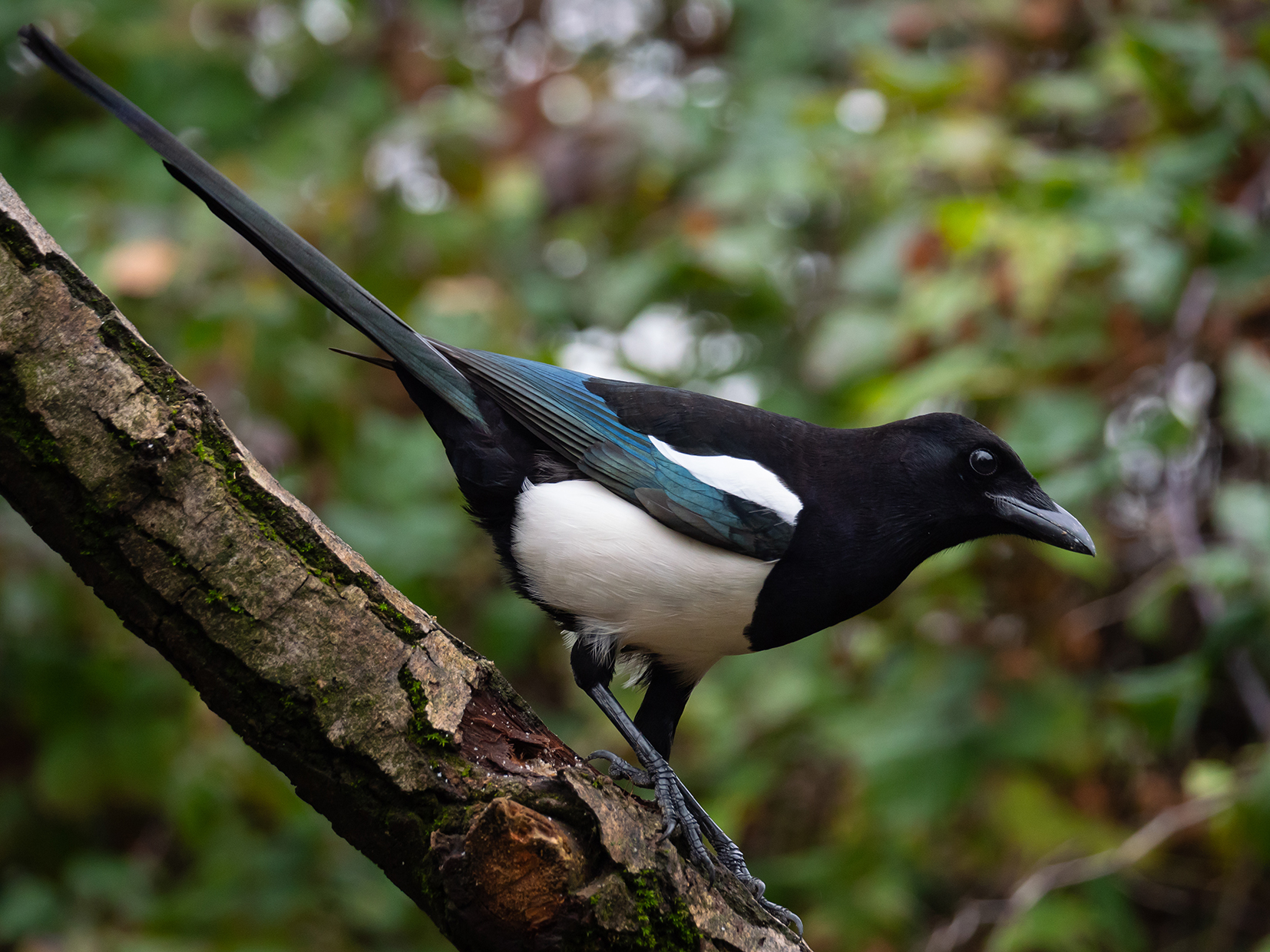 Che coda lunga che hai disse ...