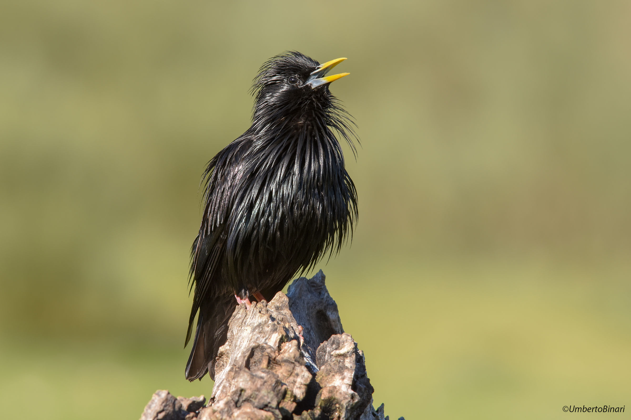 Black reversal (Sturnus unicolor) Spotless Starling