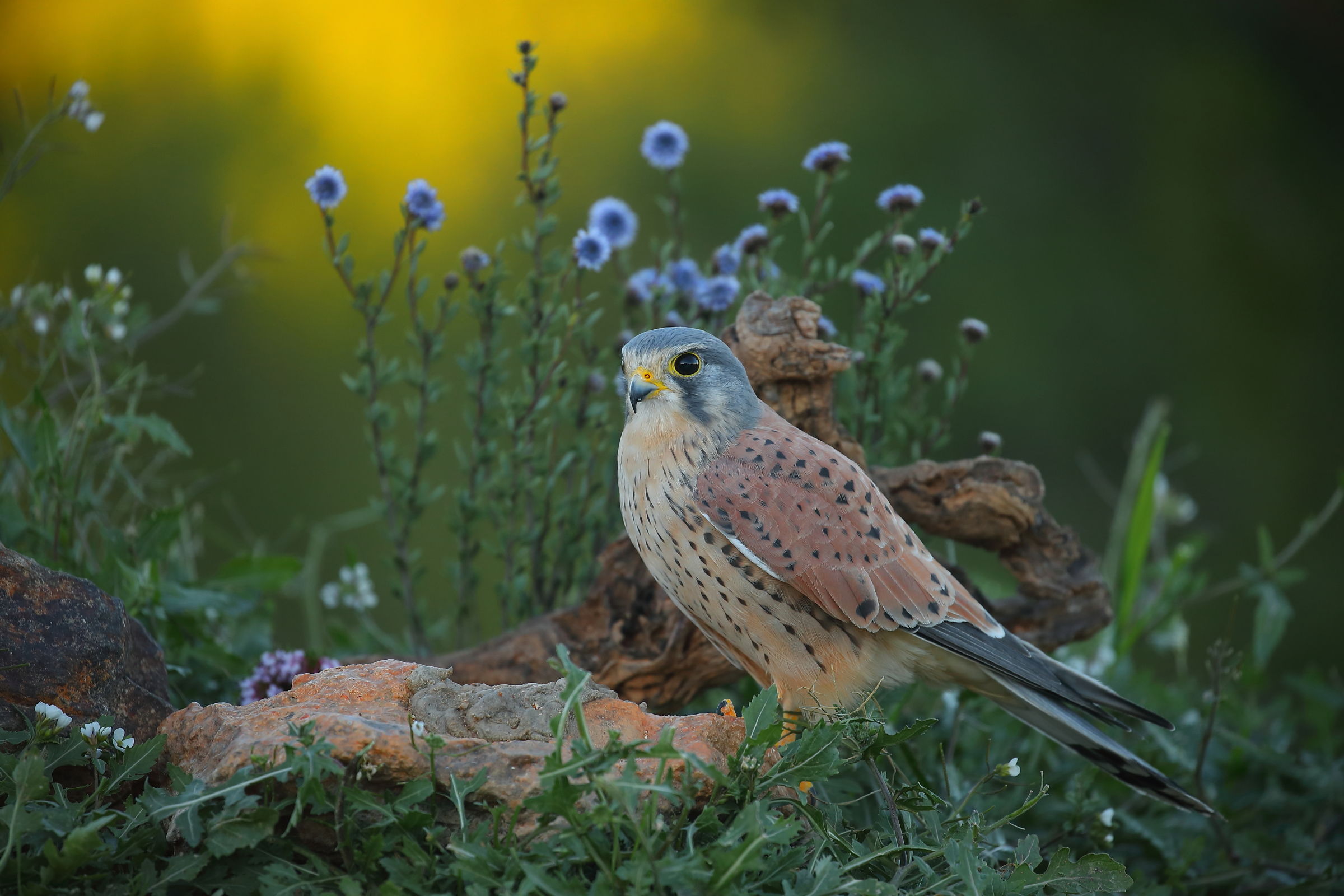 Male Kestrel