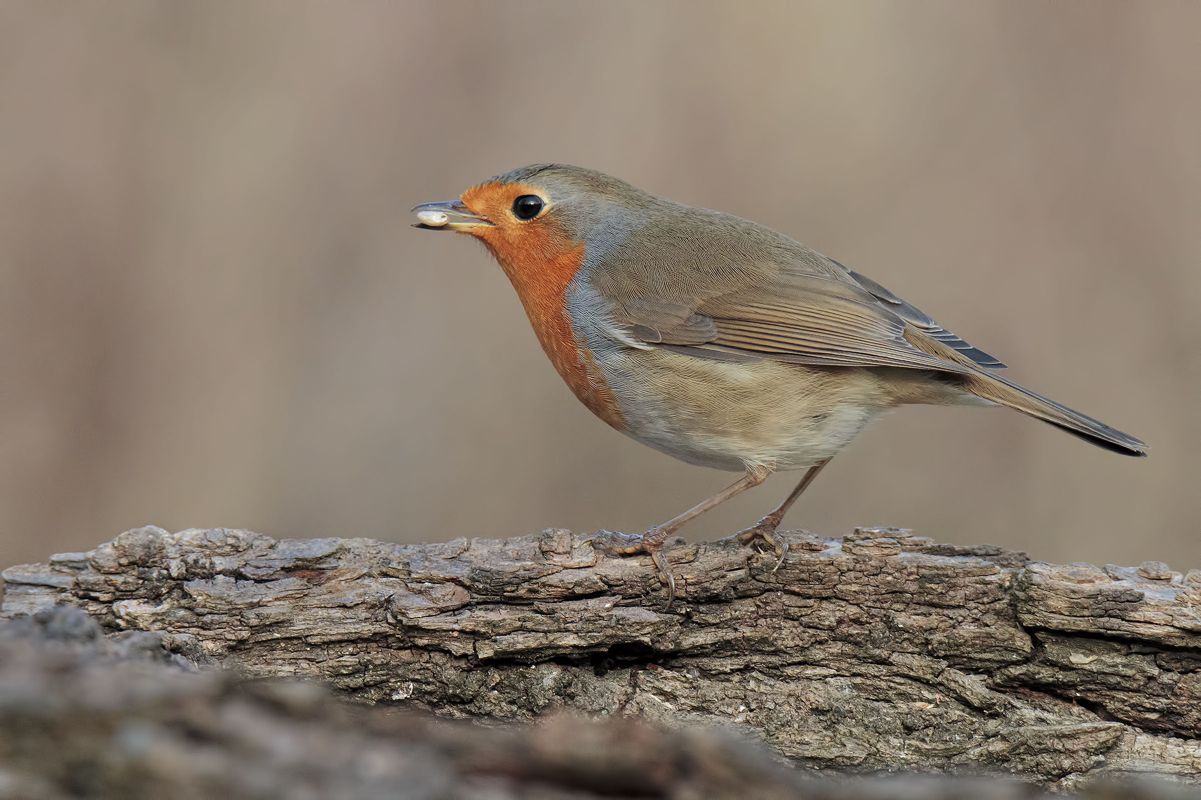 Robin 4000 ISO