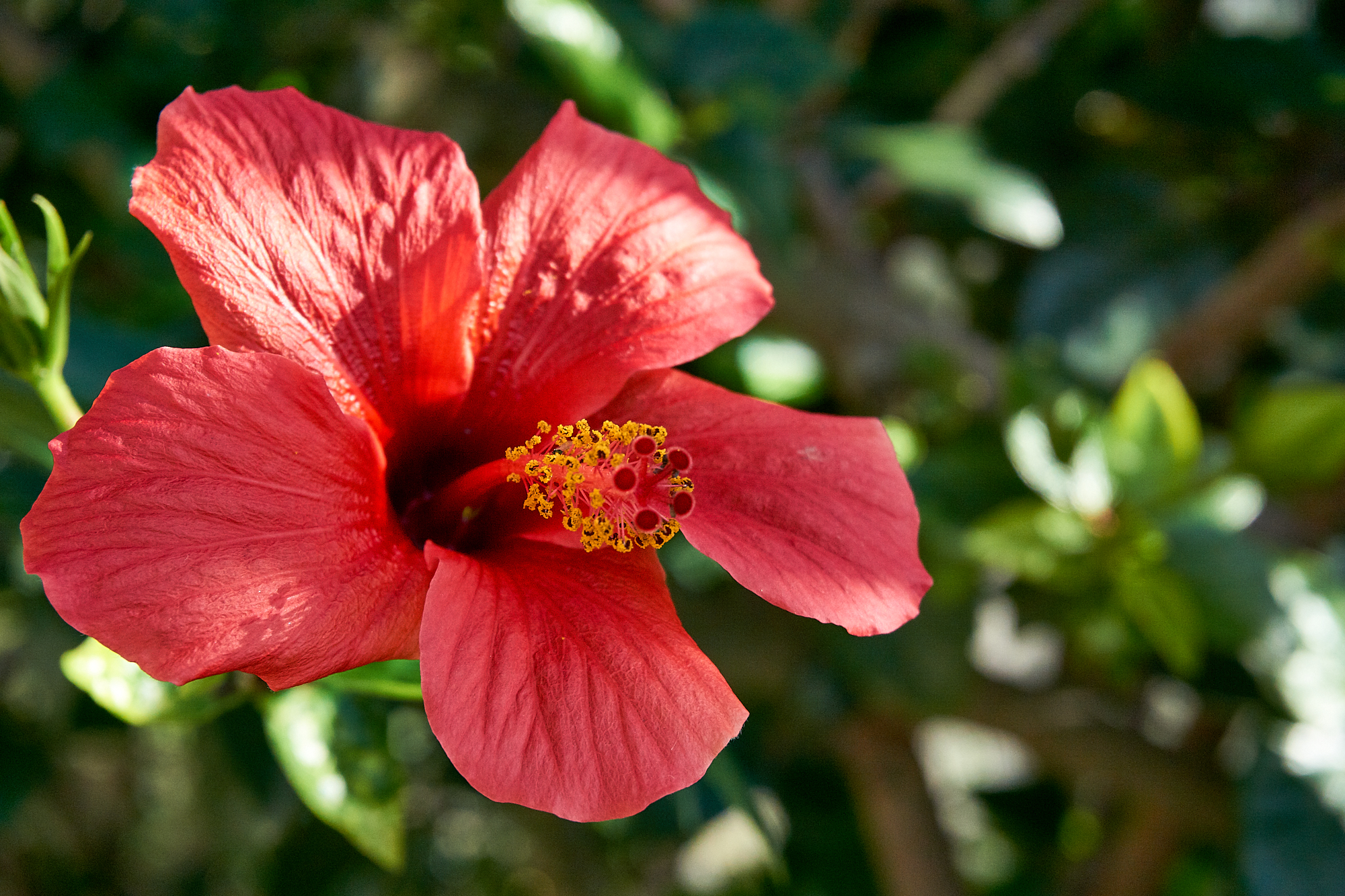 Hibiscus Red