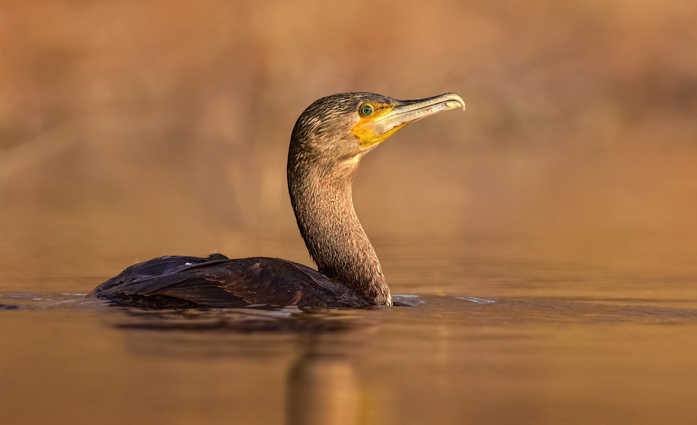 cormorano