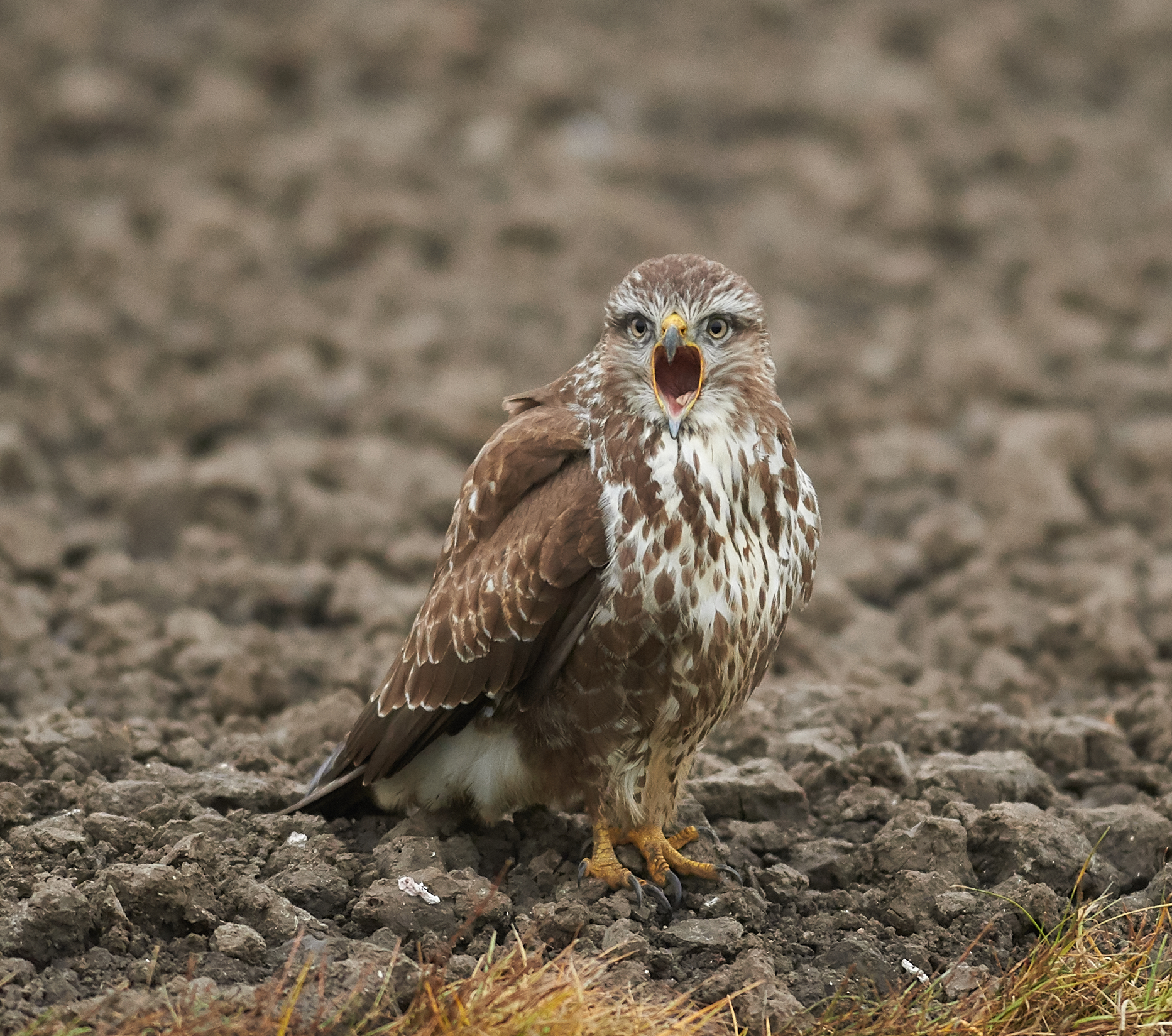 Poiana comune europea ' sbadigliare '