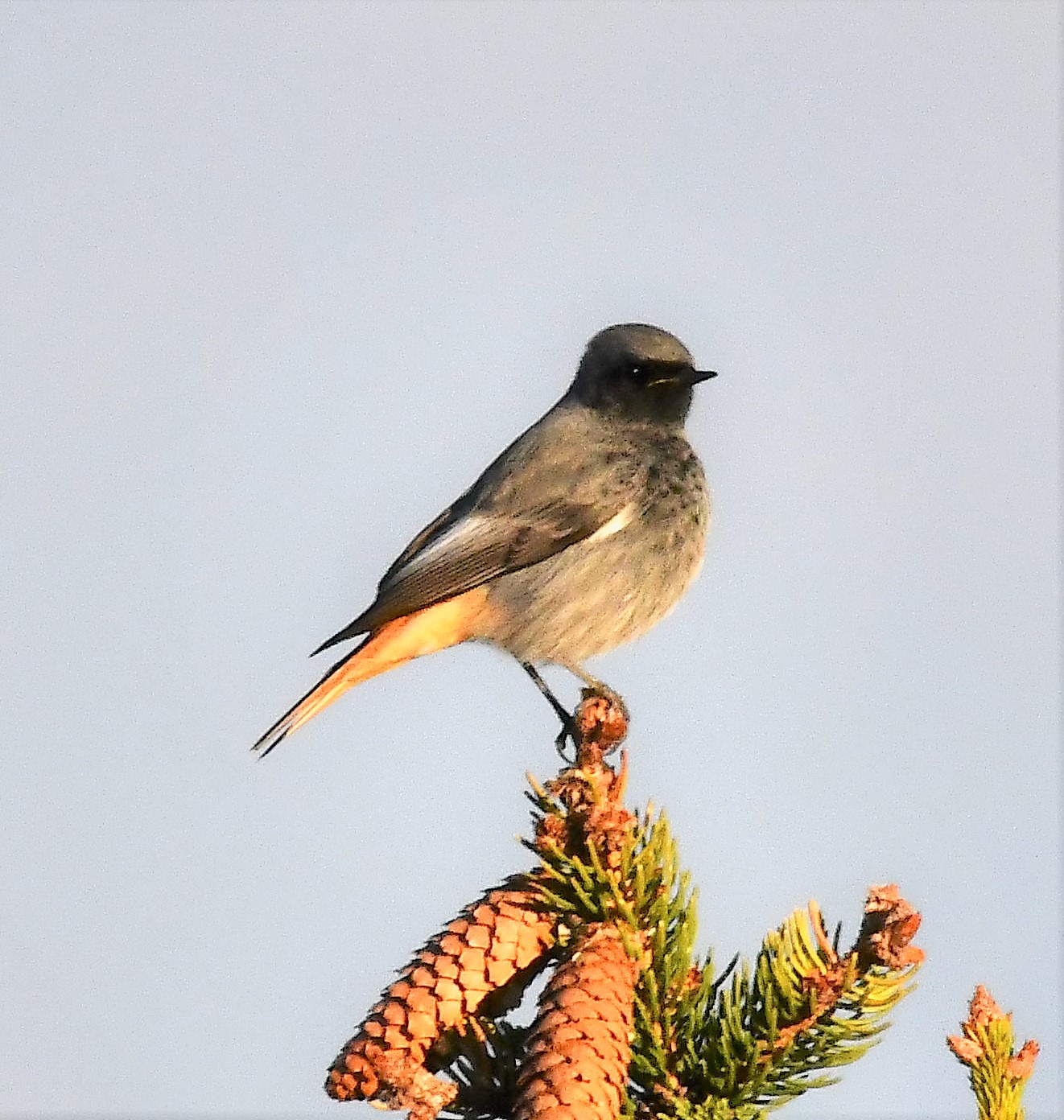 Codirosso spazzacamino