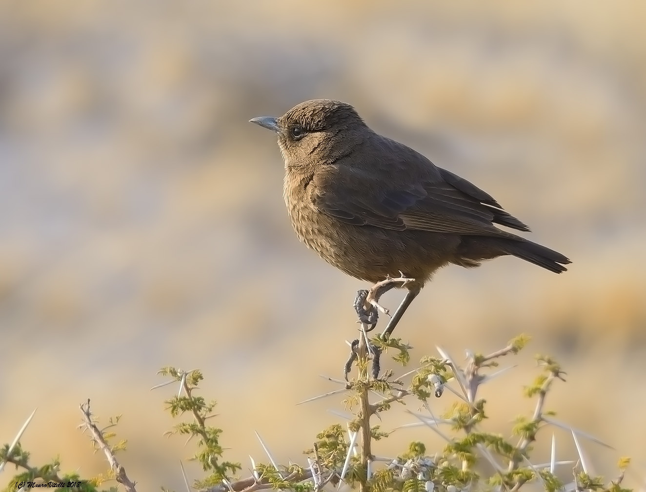 Ant-Eating Chat (Myrmecocichla Formocivora) Kalahari