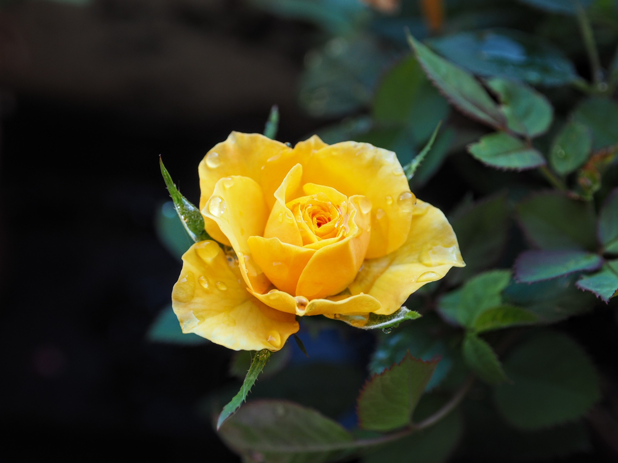 Una rosellina del mio giardino ?