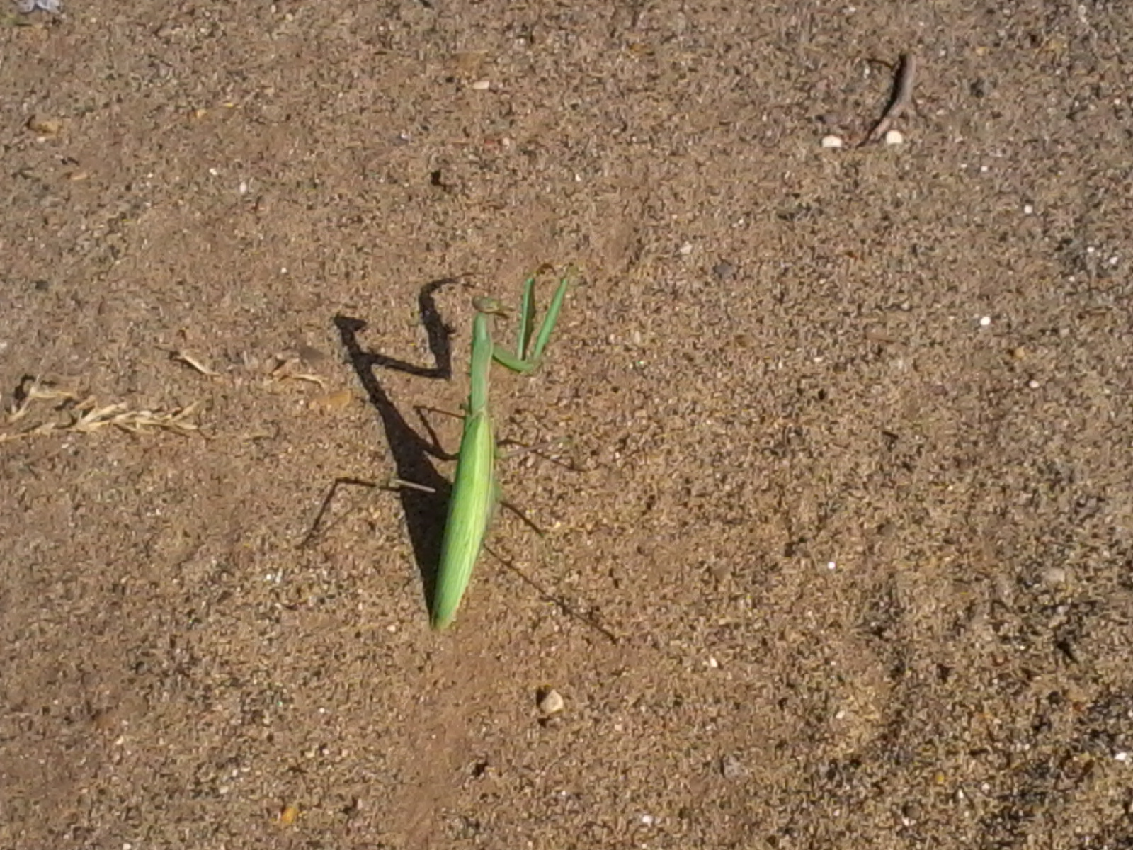 la mantide religiosa