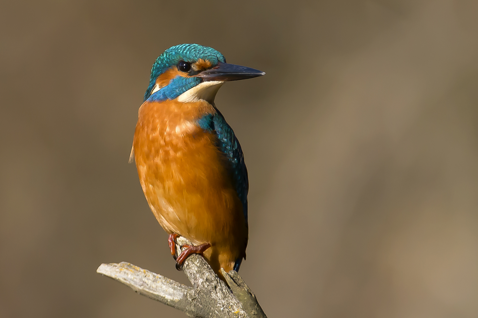Kingfisher