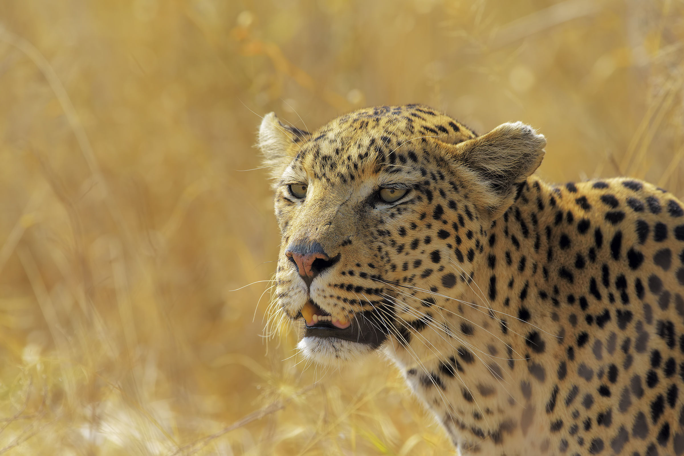 Leopard portrait