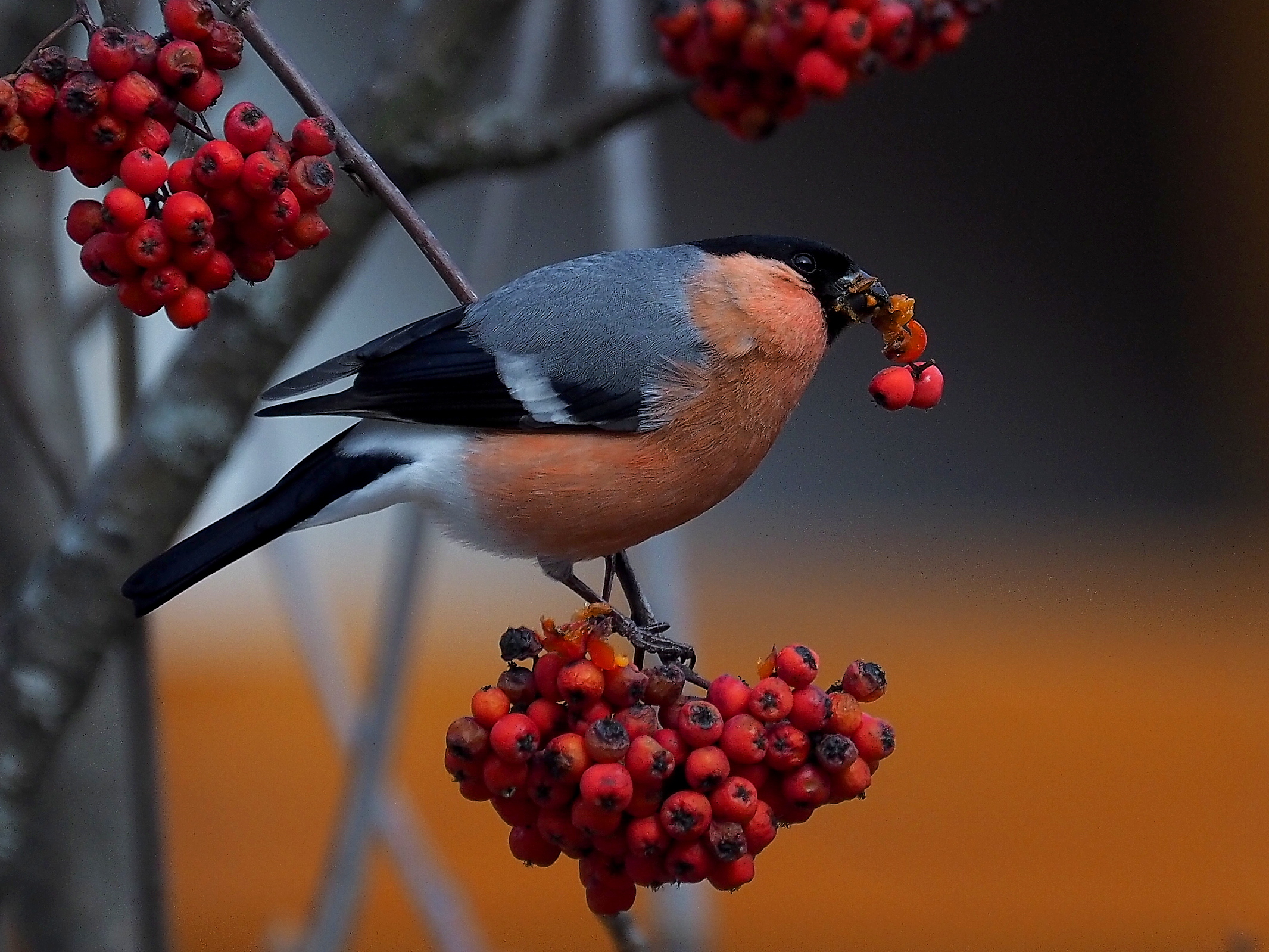 Bullfinch