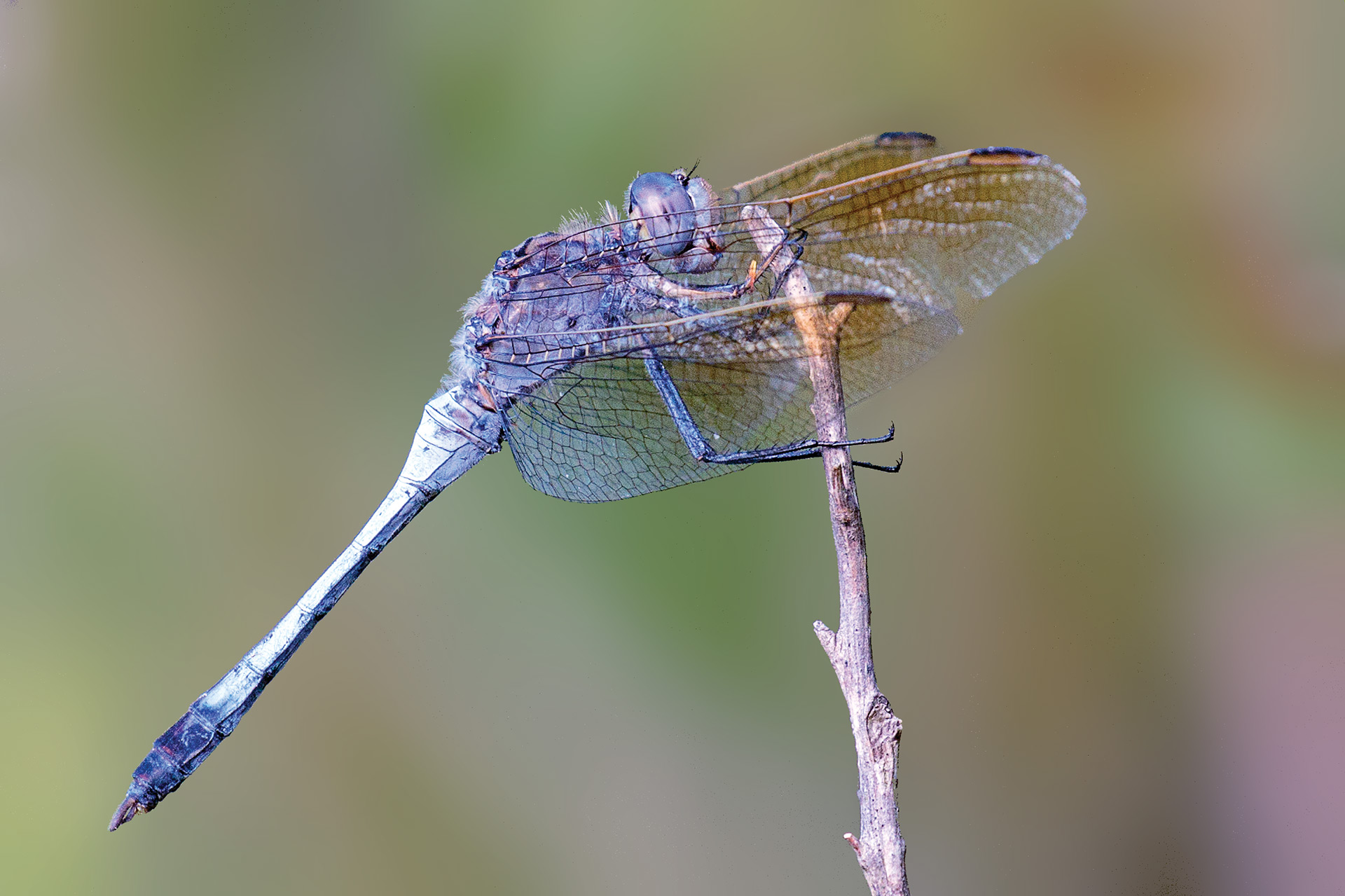 Libellula blu