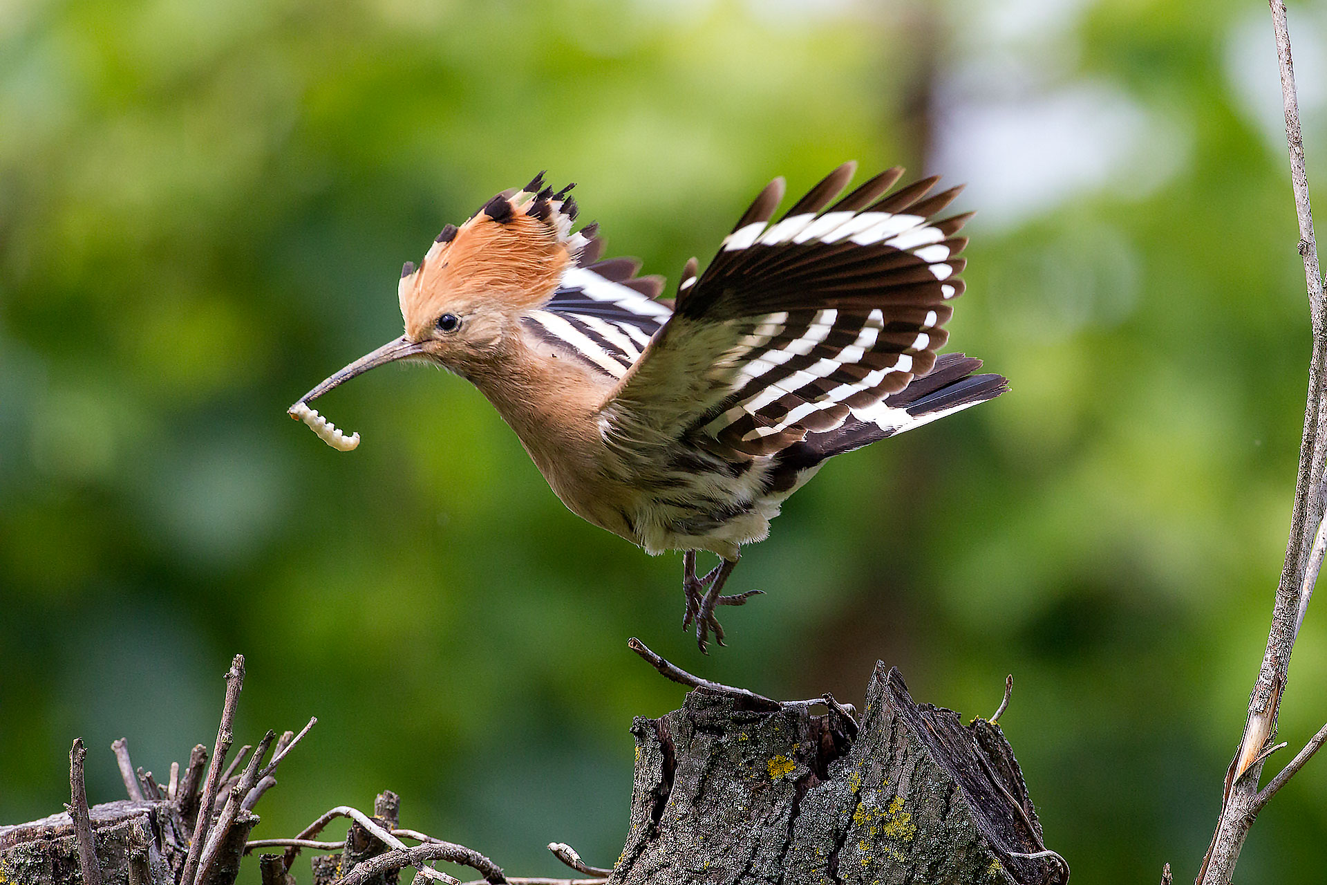 Hoopoe