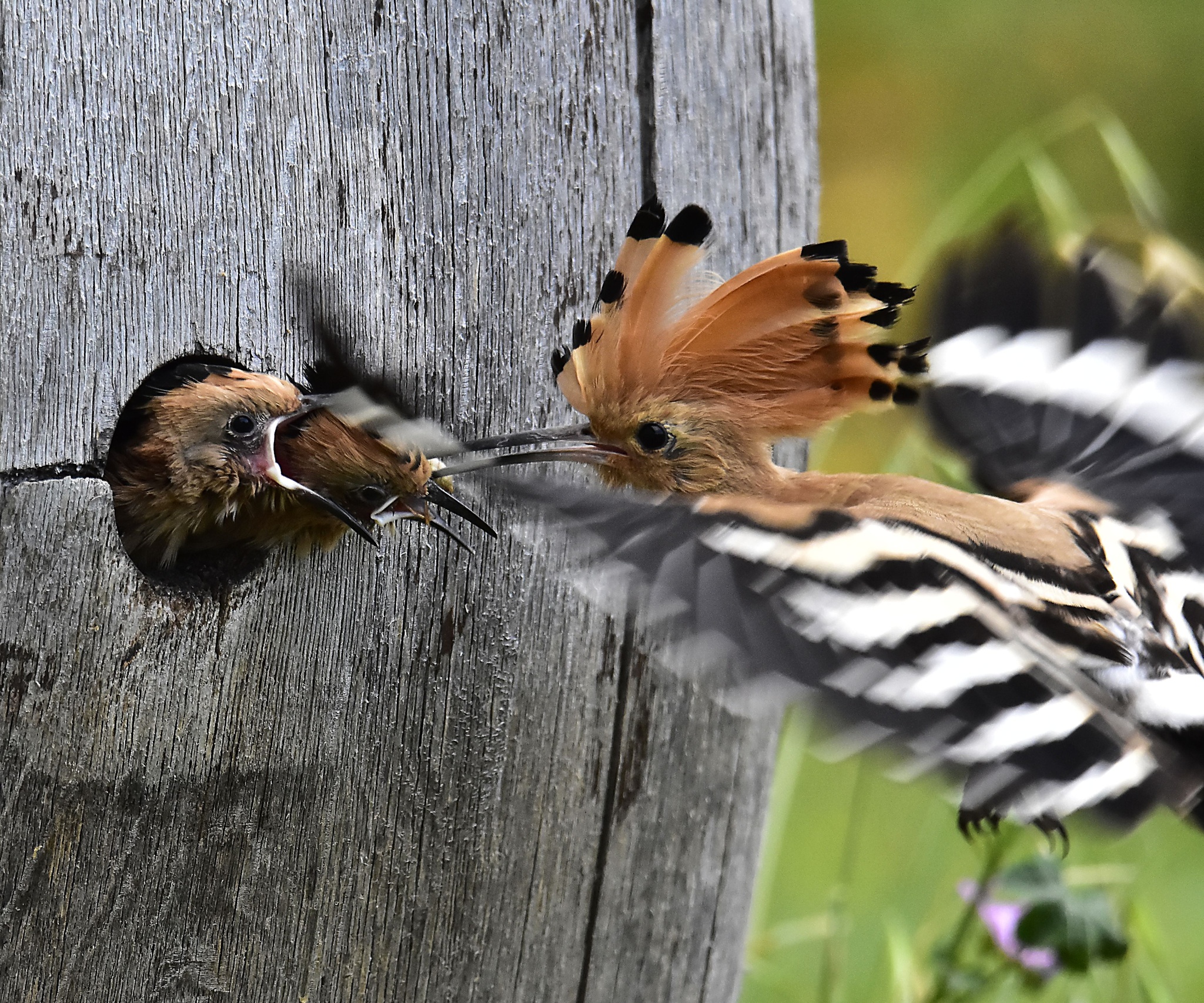Hoopoe