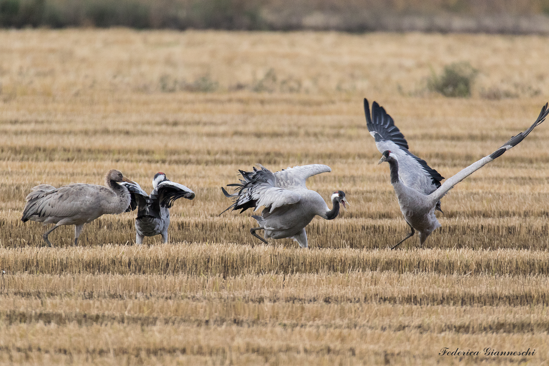 Quarrel between cranes