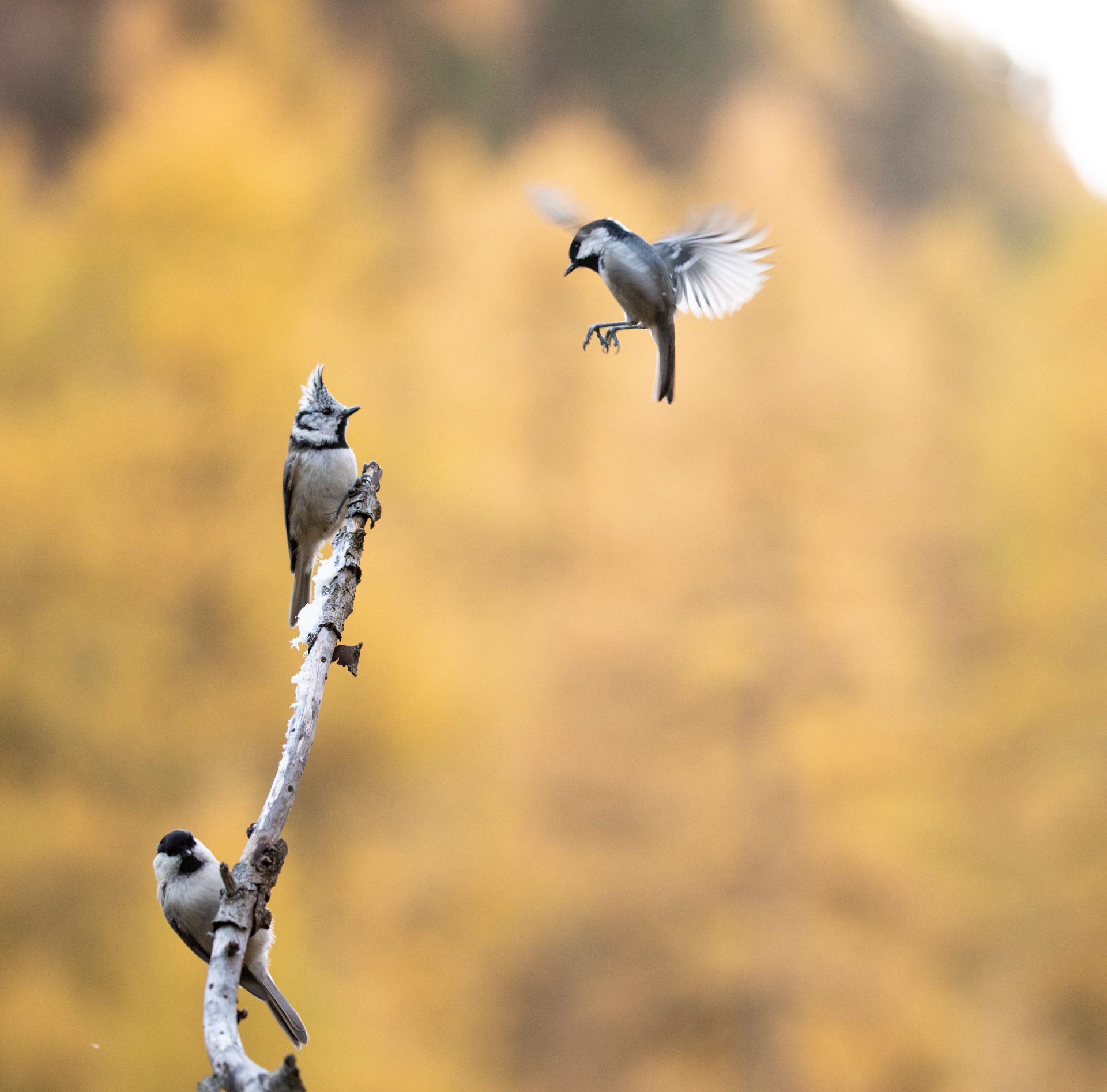 Cincia from the tuft and chickadees more