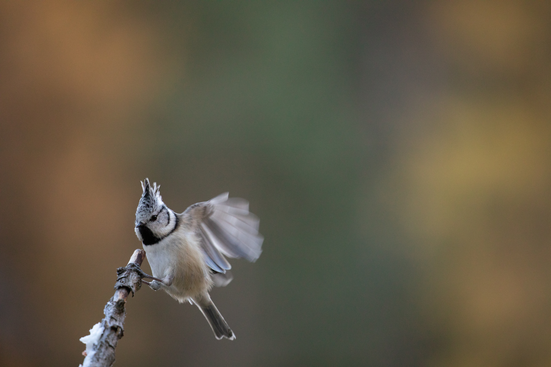 Cincia from the Tuam