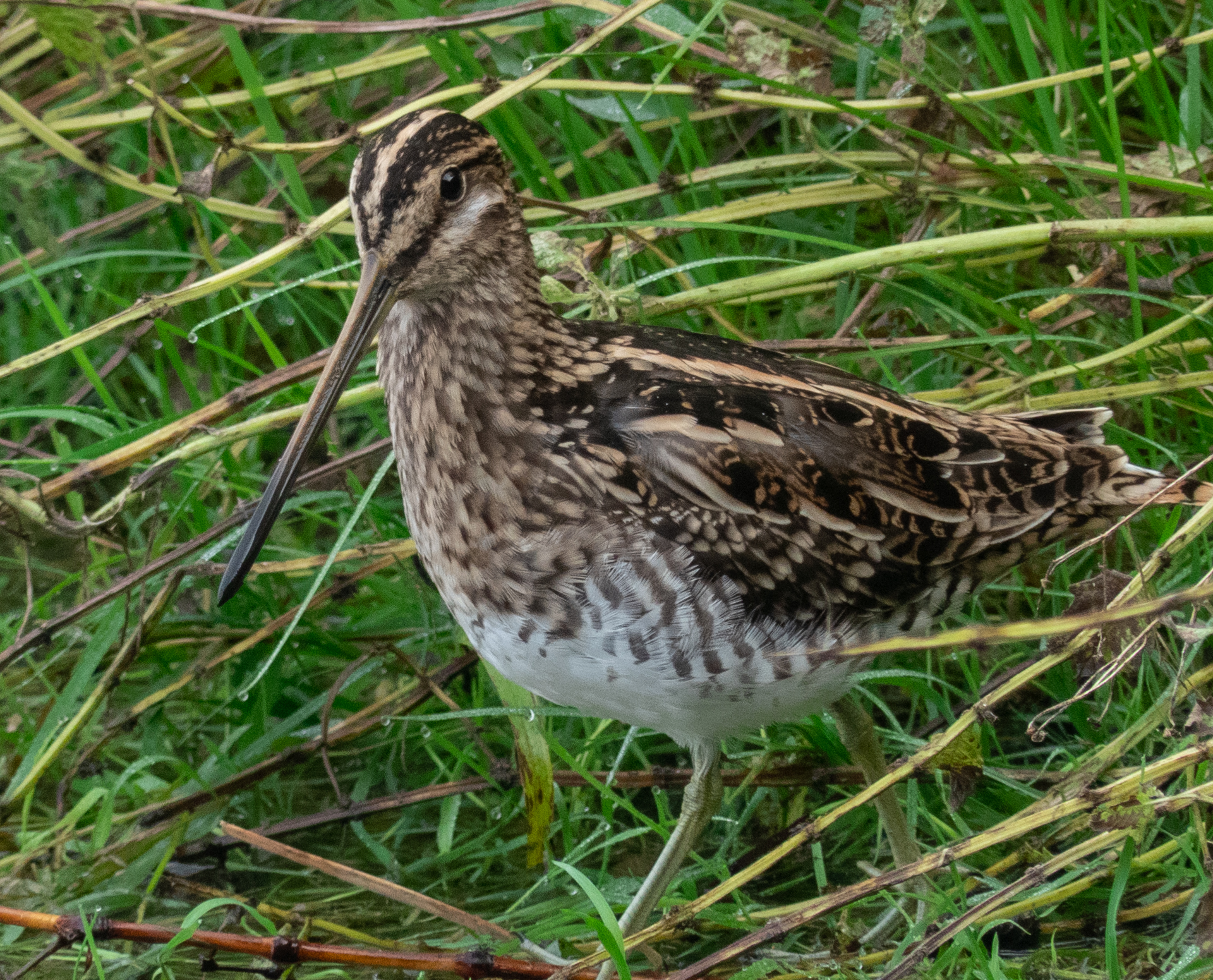 Snipe