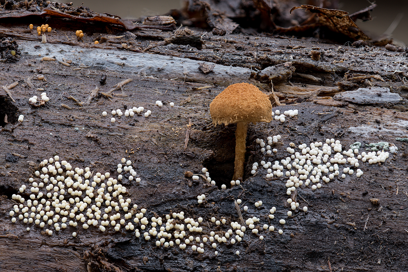 Flammulaster muricatus e Mixo