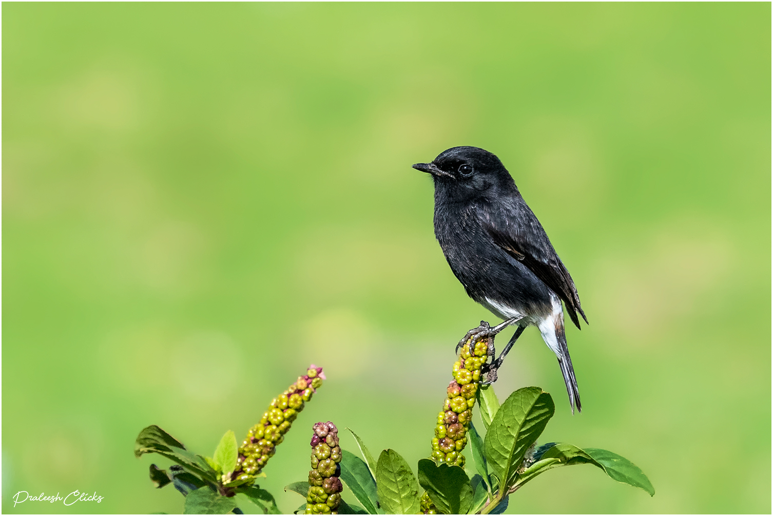 Pied Bushchat-????????????????