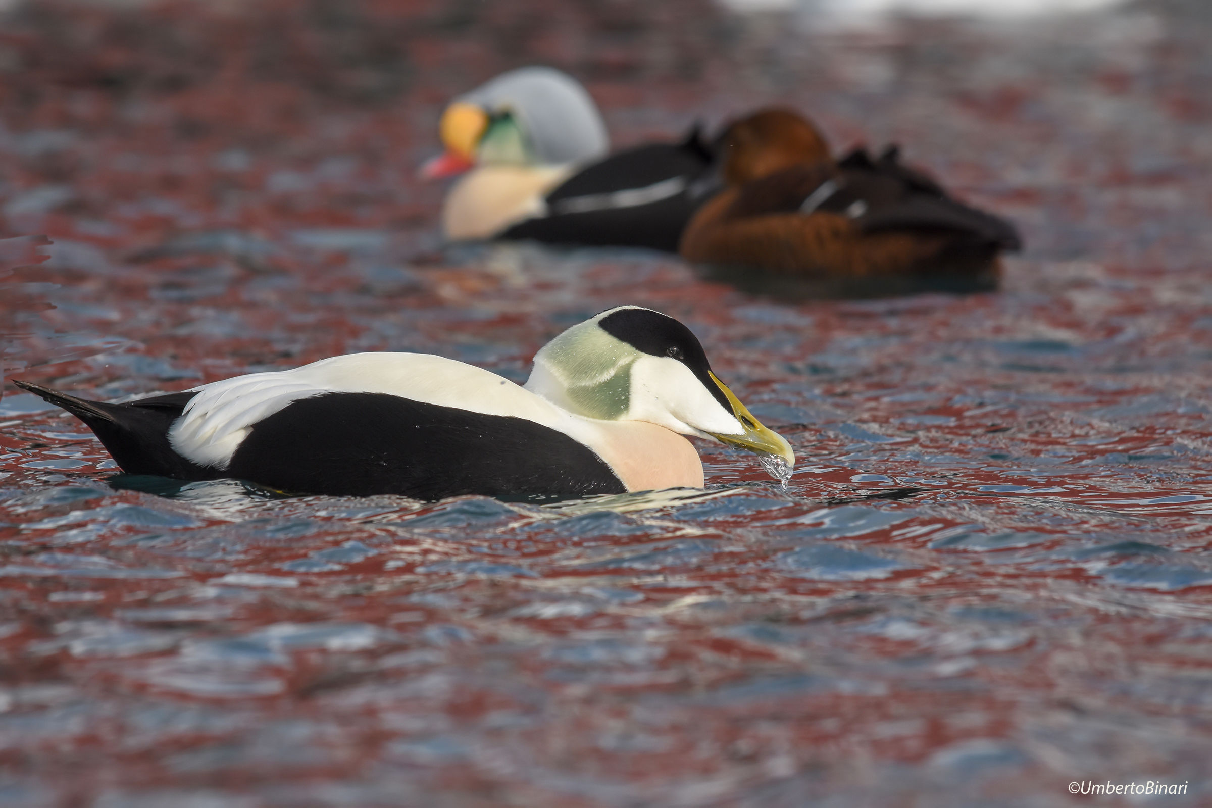 Edredone (Somateria mollissima), Common Eider