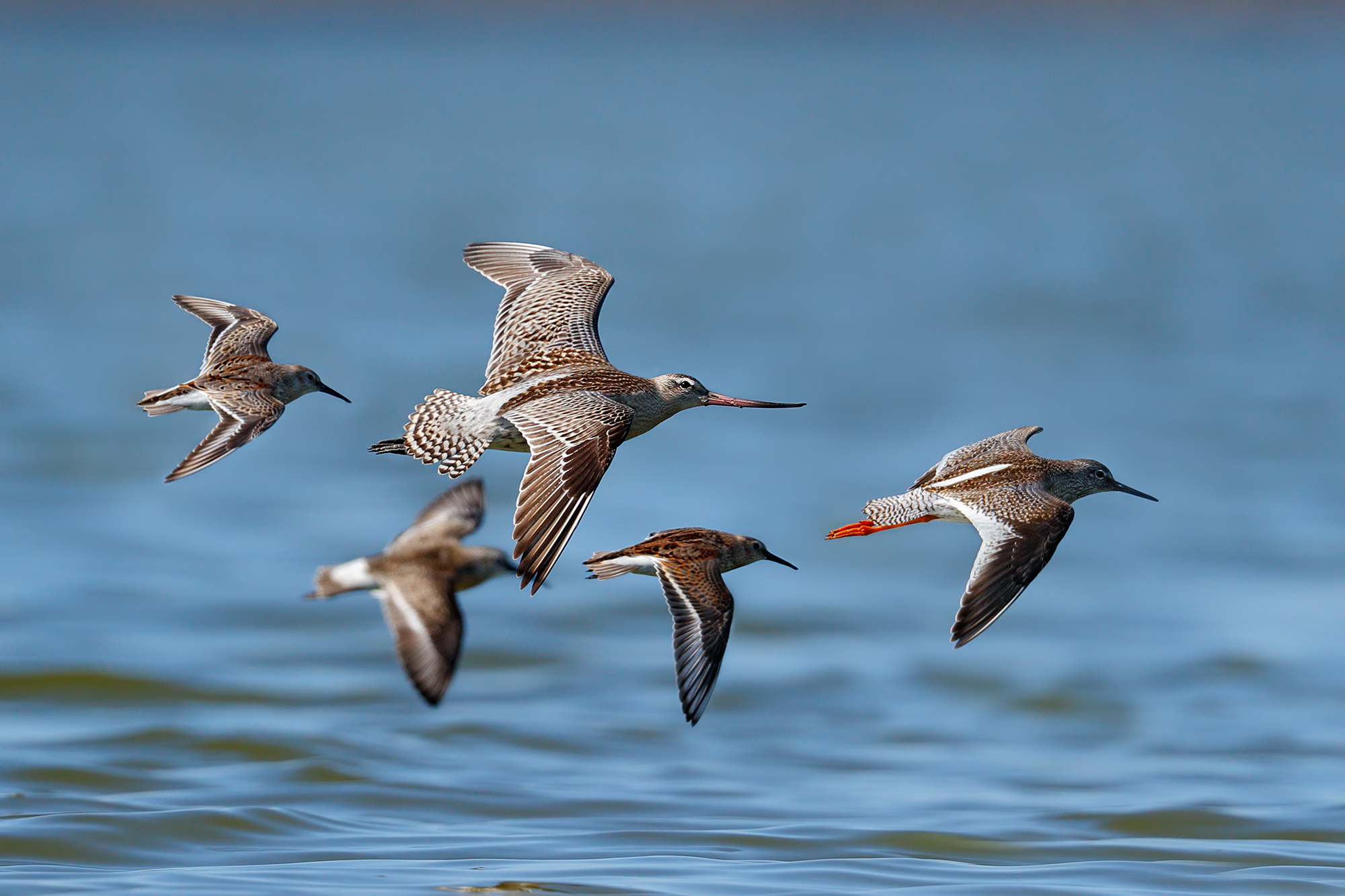 Compagni di viaggio - Pittima minore in migrazione