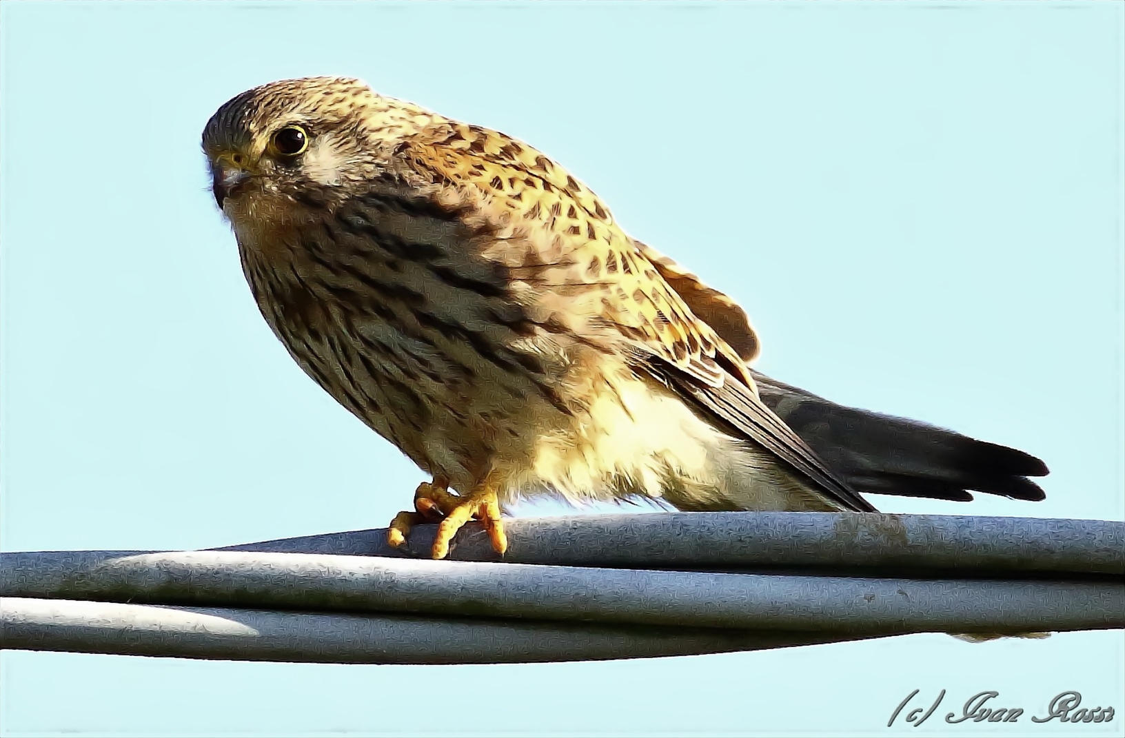 Kestrel