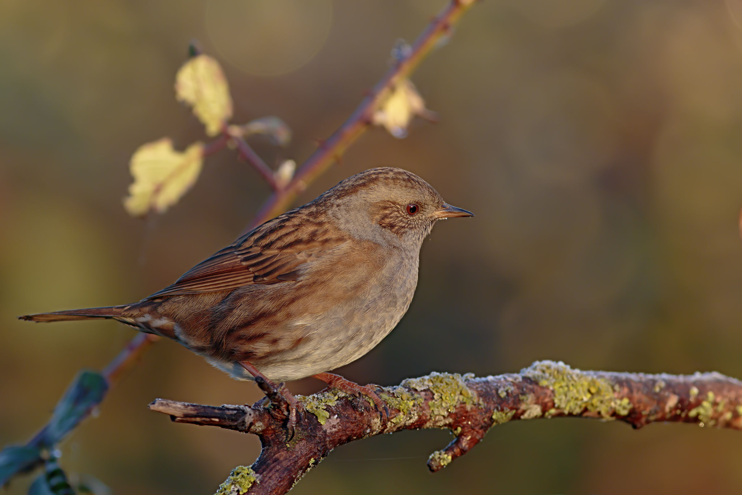 Prime gelate e primi raggi di sole