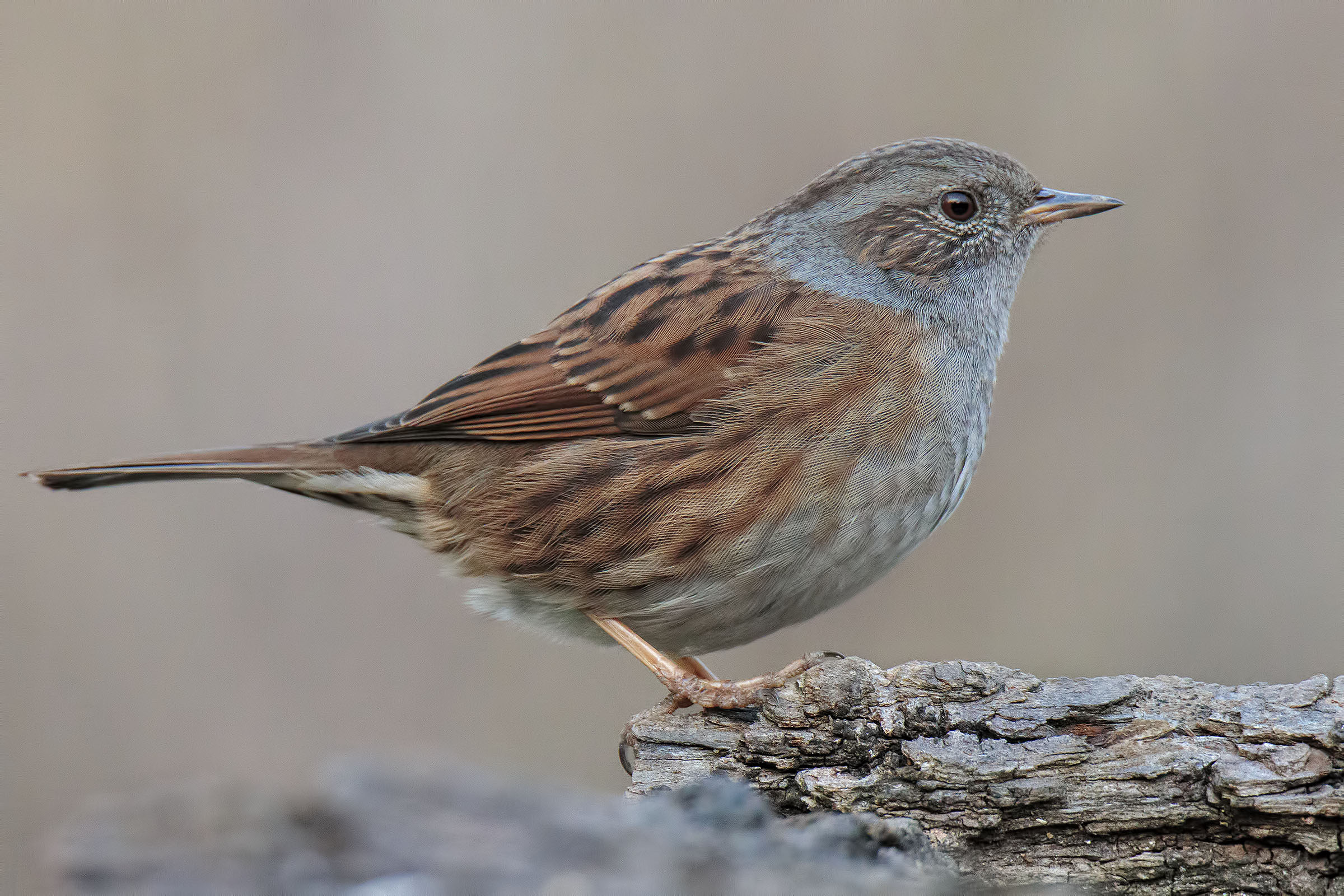Flounder Dunnock 5000 ISO