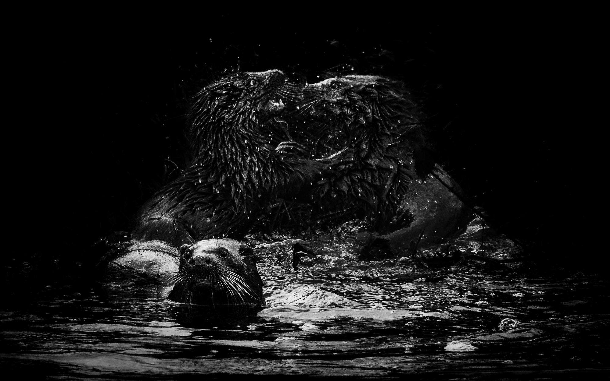 Wild Otter Encounter