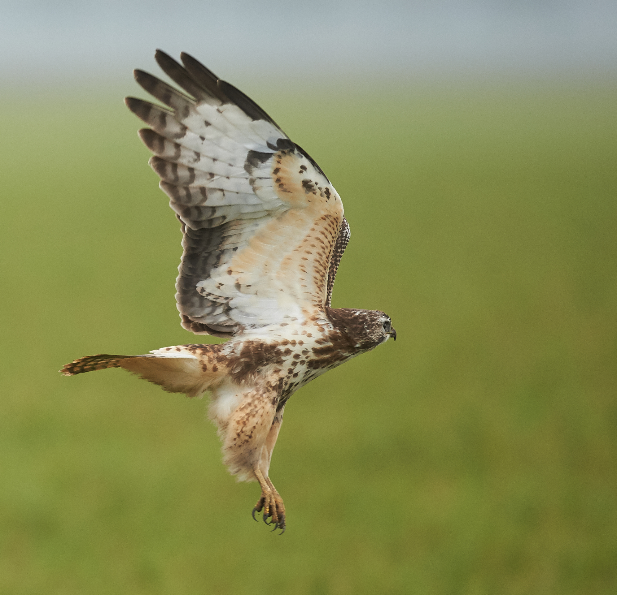 Buzzard lift off 3