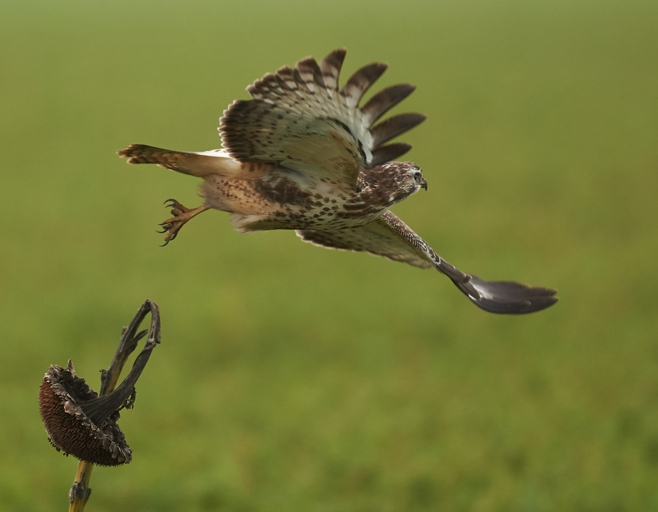 Buzzard lift off 4