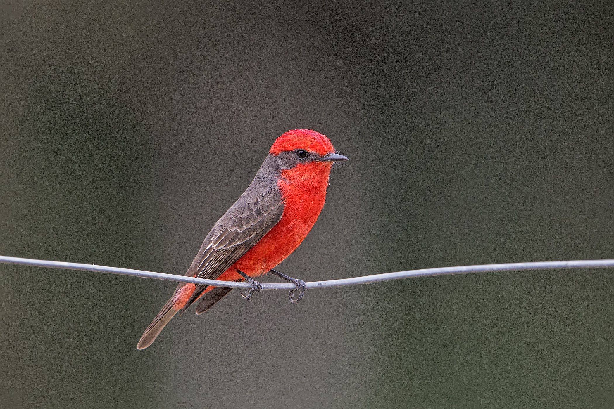 Pigliamosche vermiglio