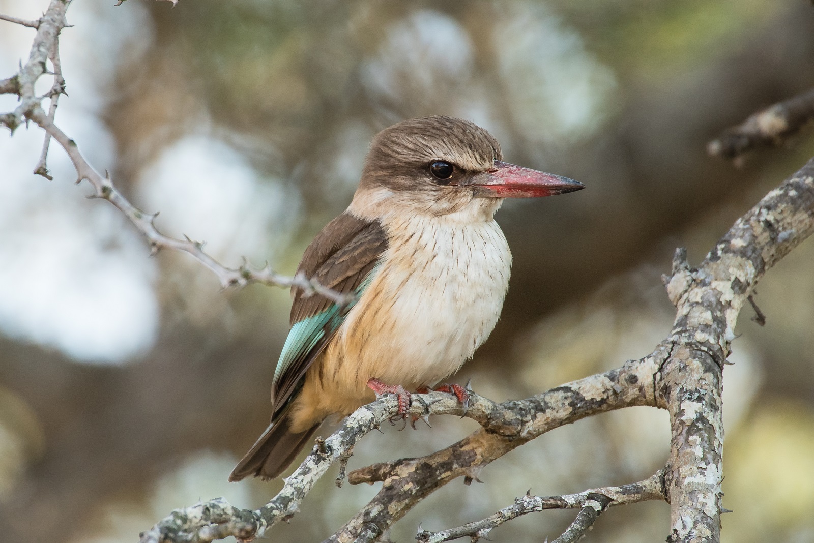 Brown Hooded Kingfisher