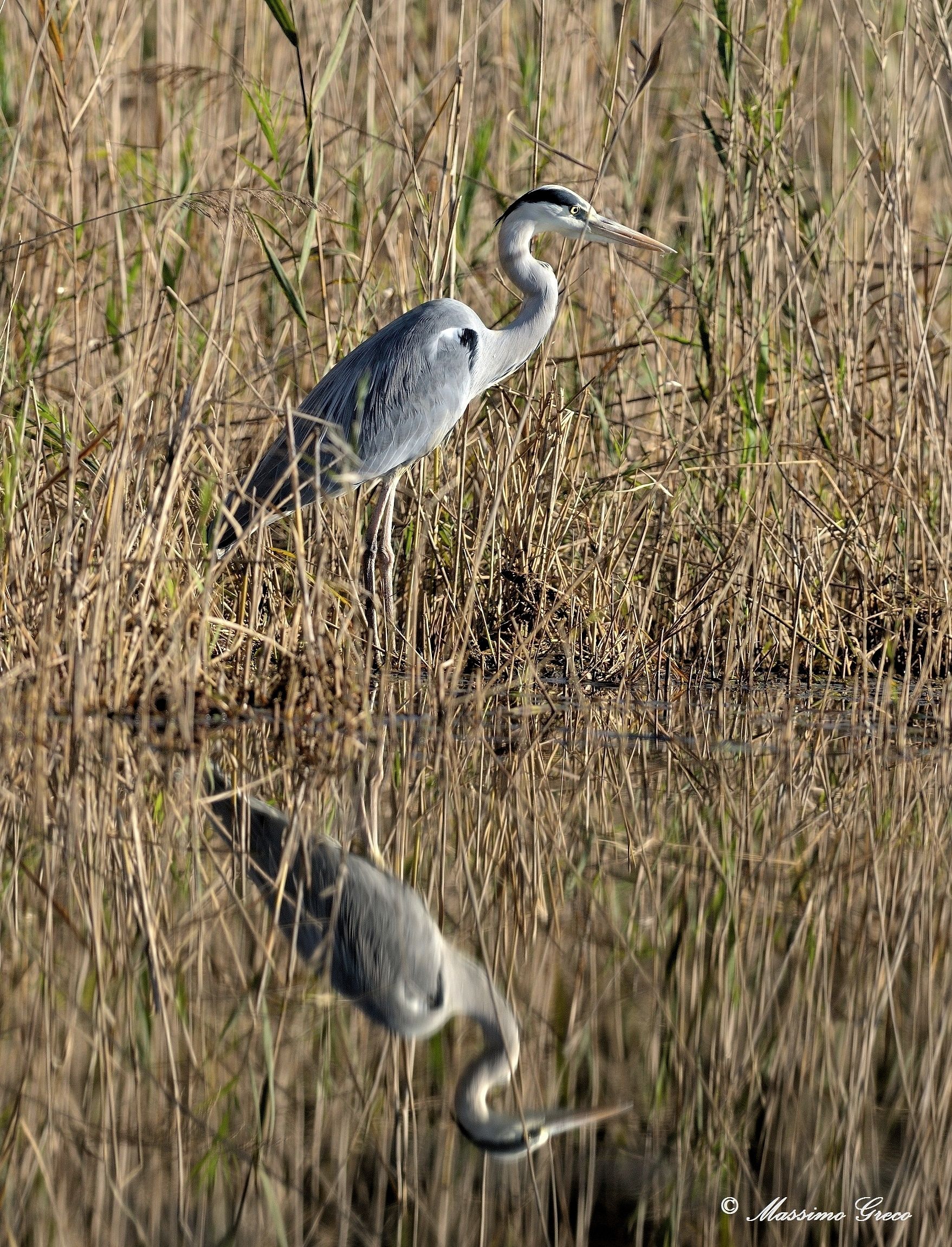 Grey Heron