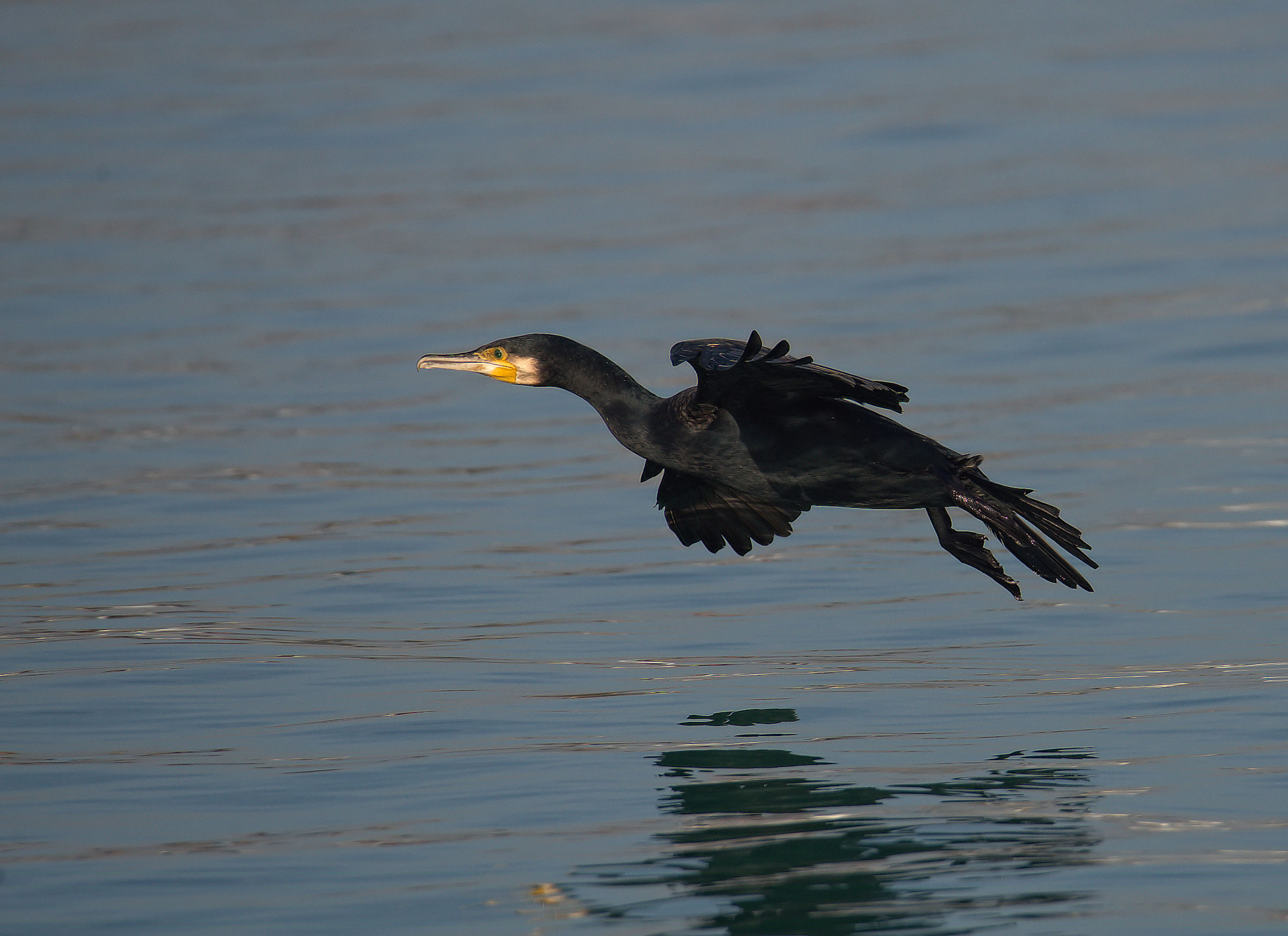 Cormorano