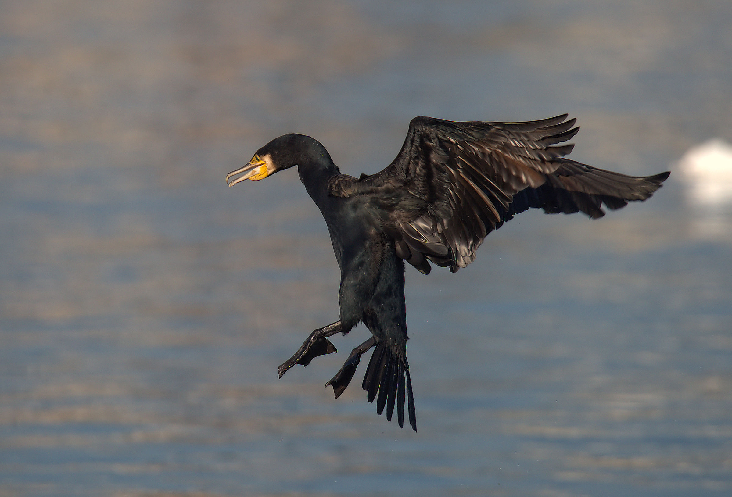 Cormorano