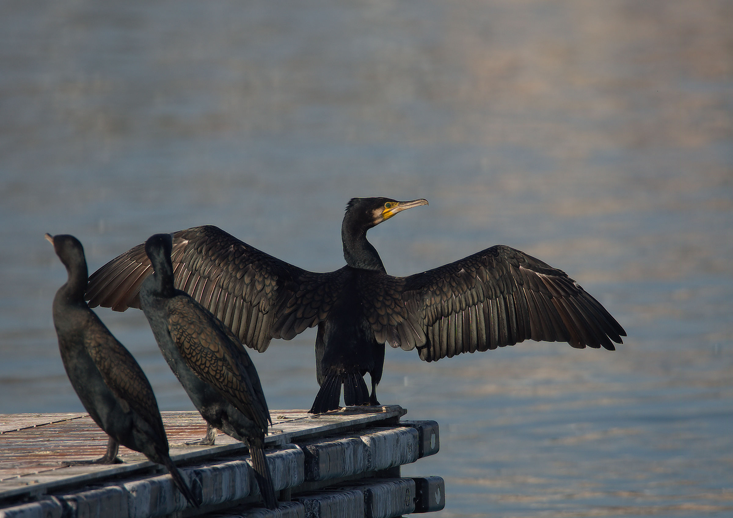Cormorano