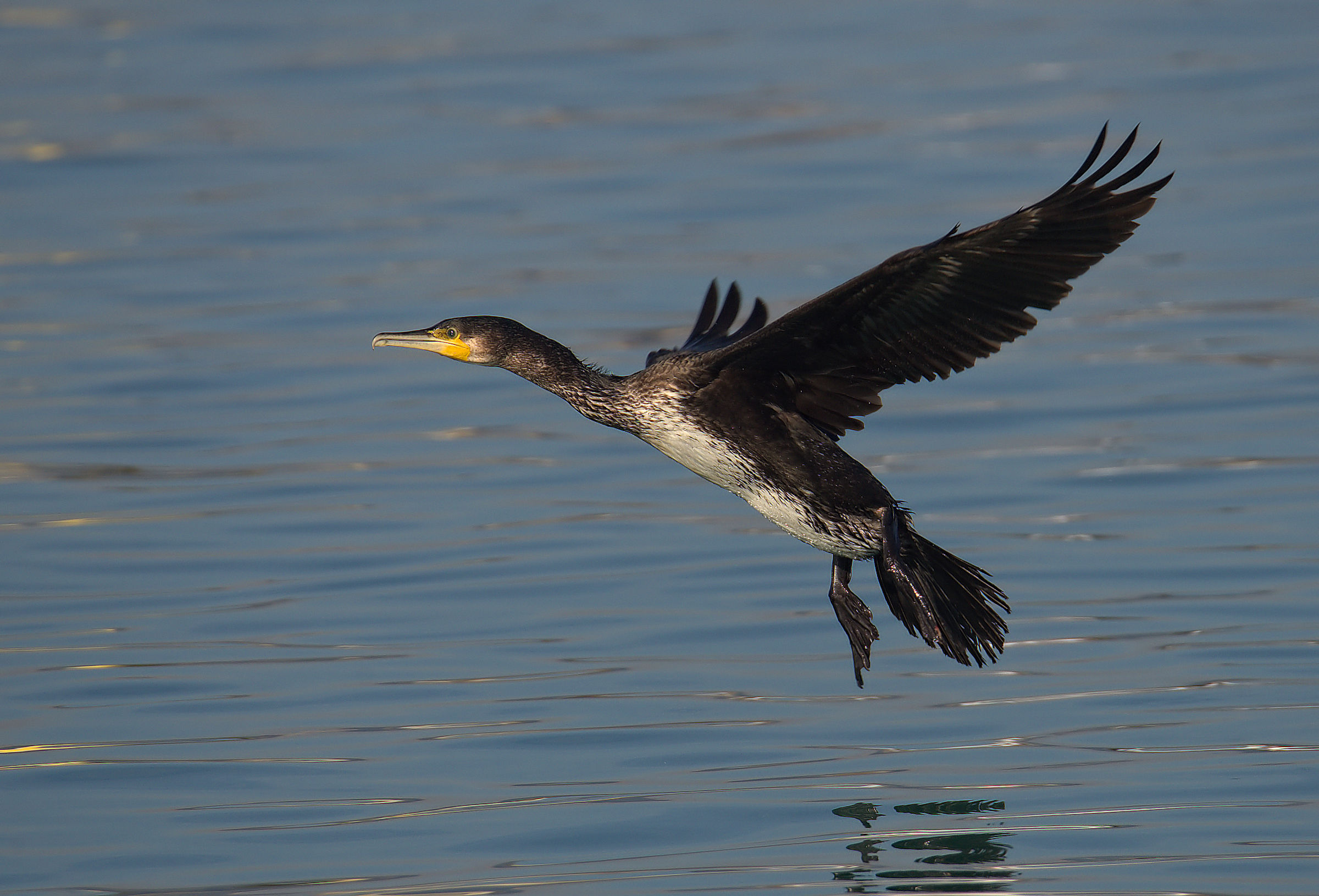 Cormorano