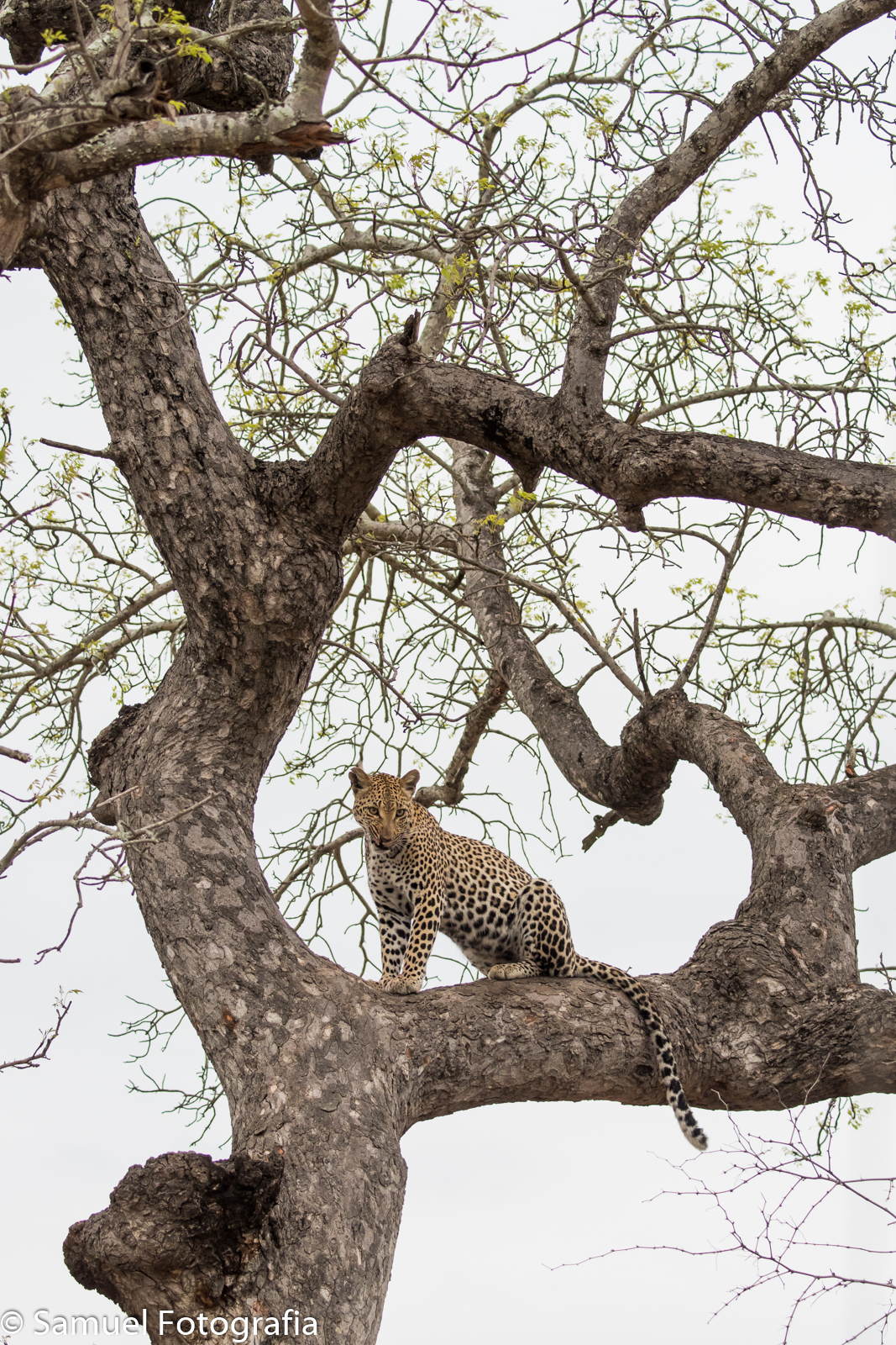 Leopardo con cornice