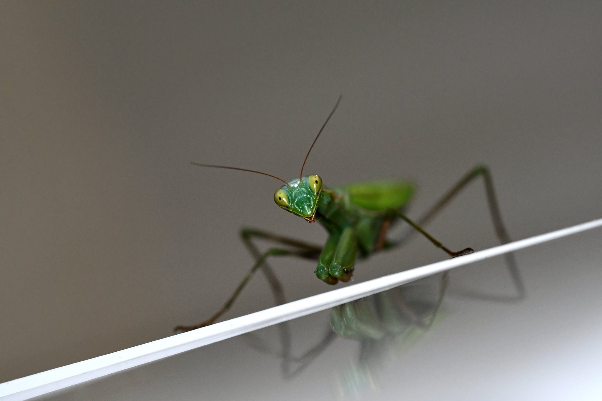 Mantis-mantidis: Profeta, indovino