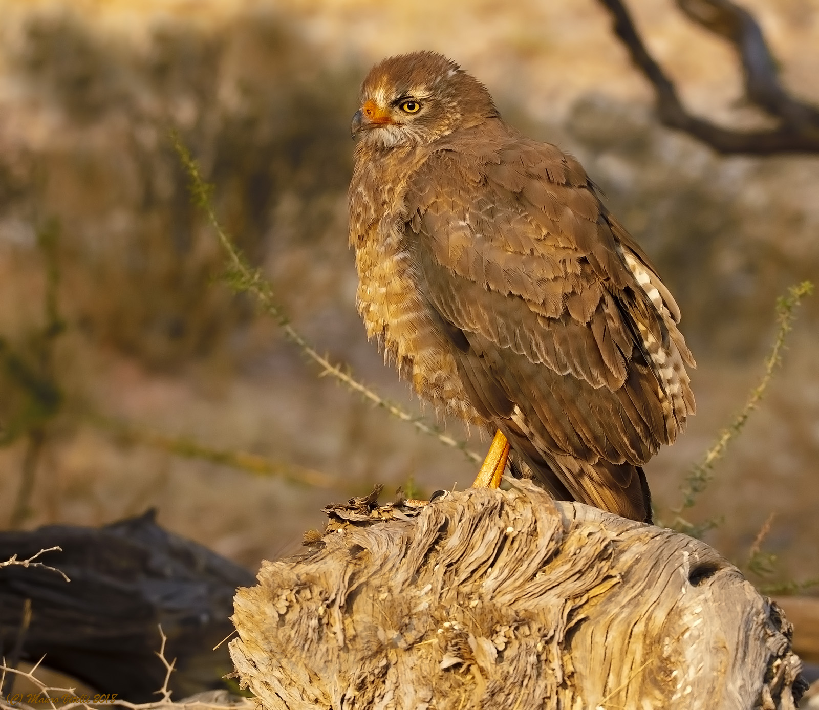 Undetected species... centra Kalahari