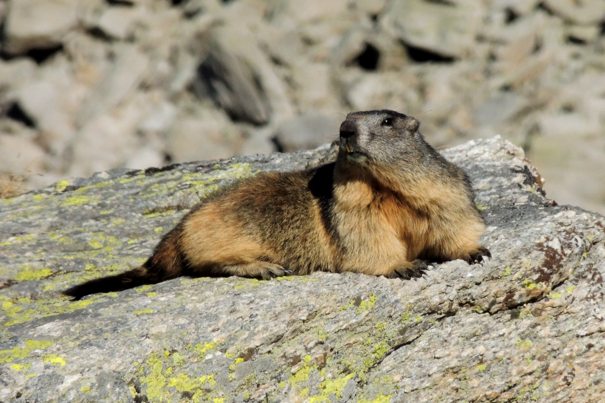 Marmot in Relax