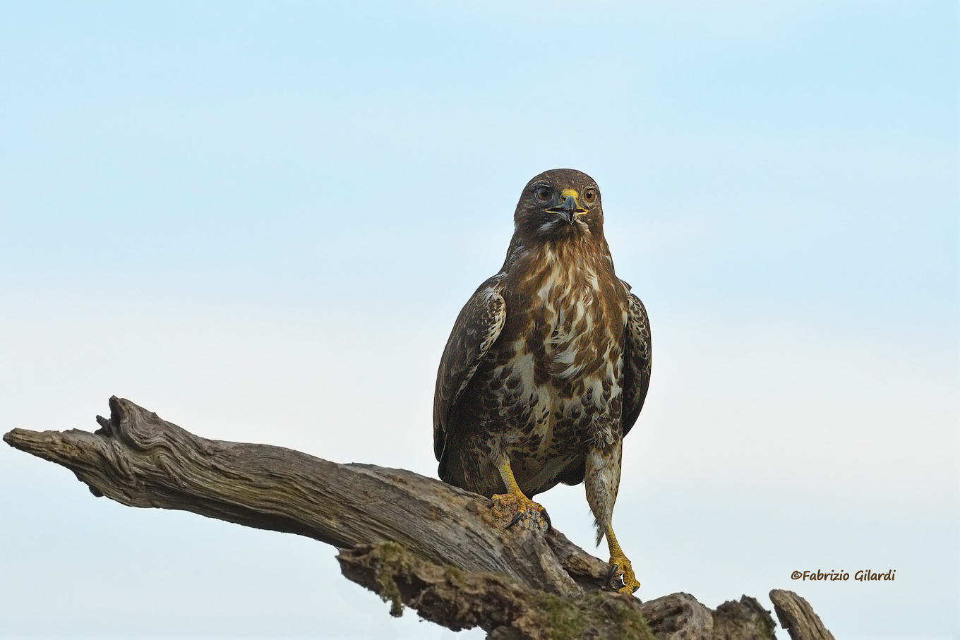 Buteo Buteo (Buzzard)